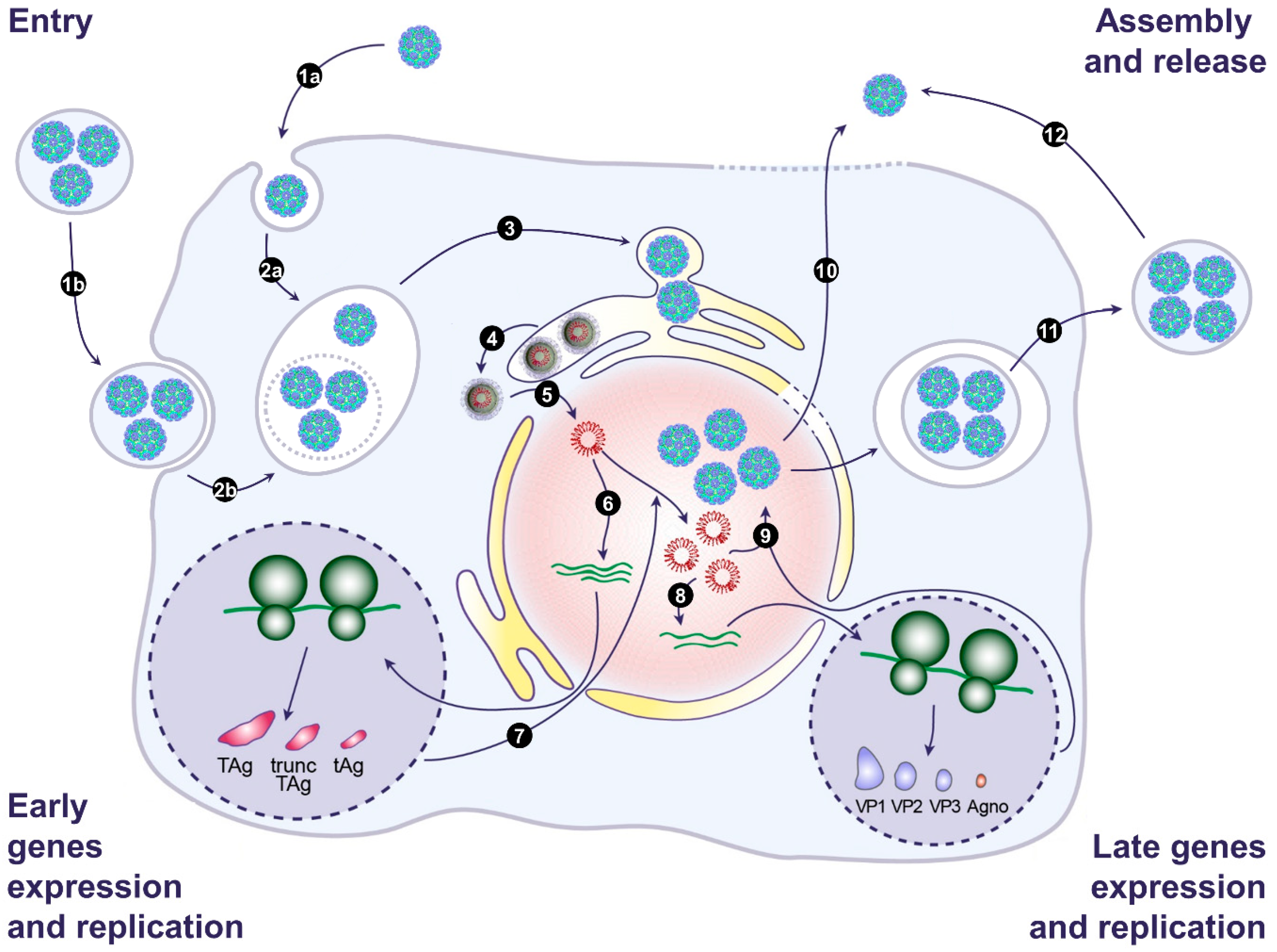 Viruses 12 01086 g002