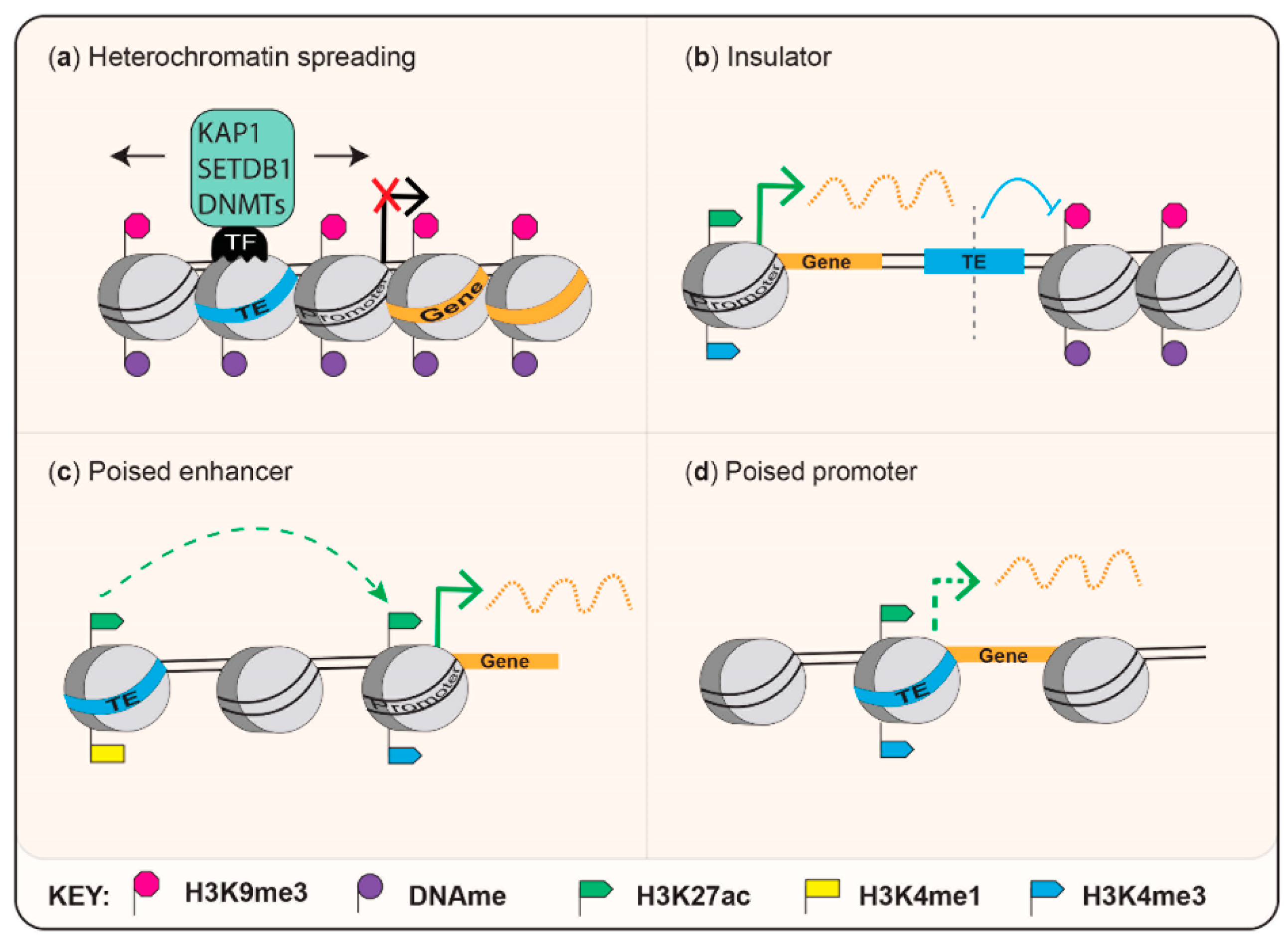 Viruses 12 01089 g002 Viruses 12 01089 g002