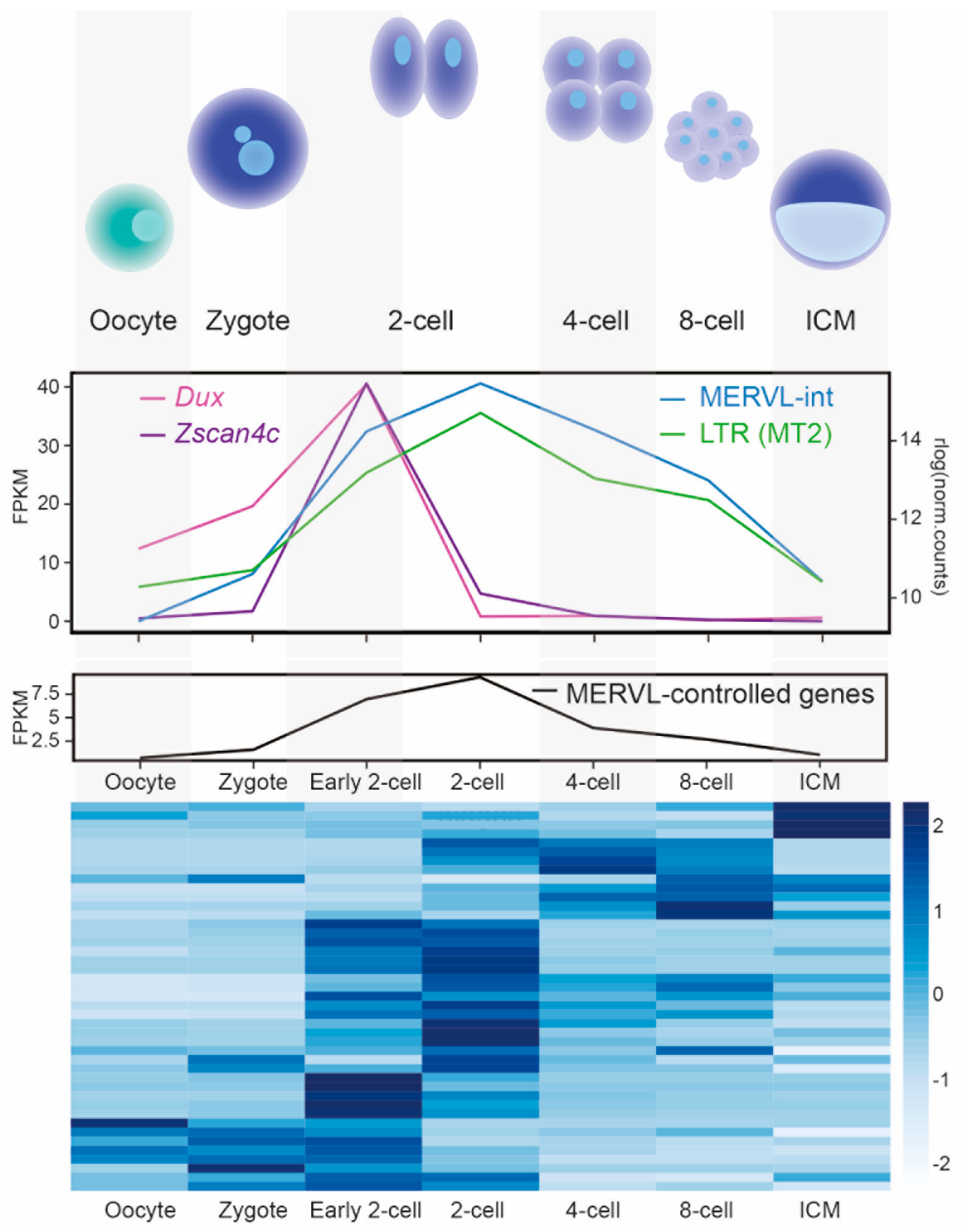 Viruses 12 01089 g003 Viruses 12 01089 g003