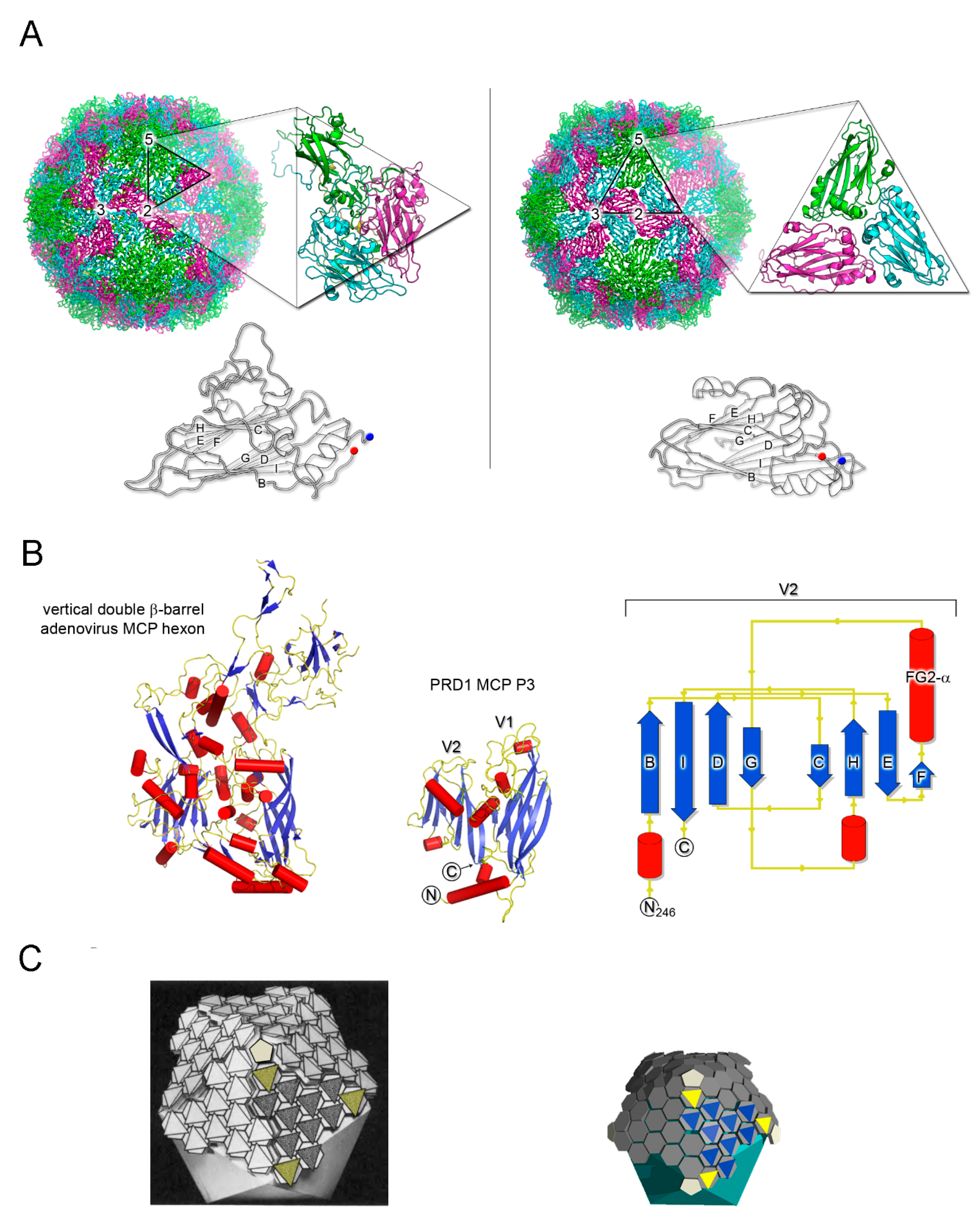 Viruses 12 01146 g001