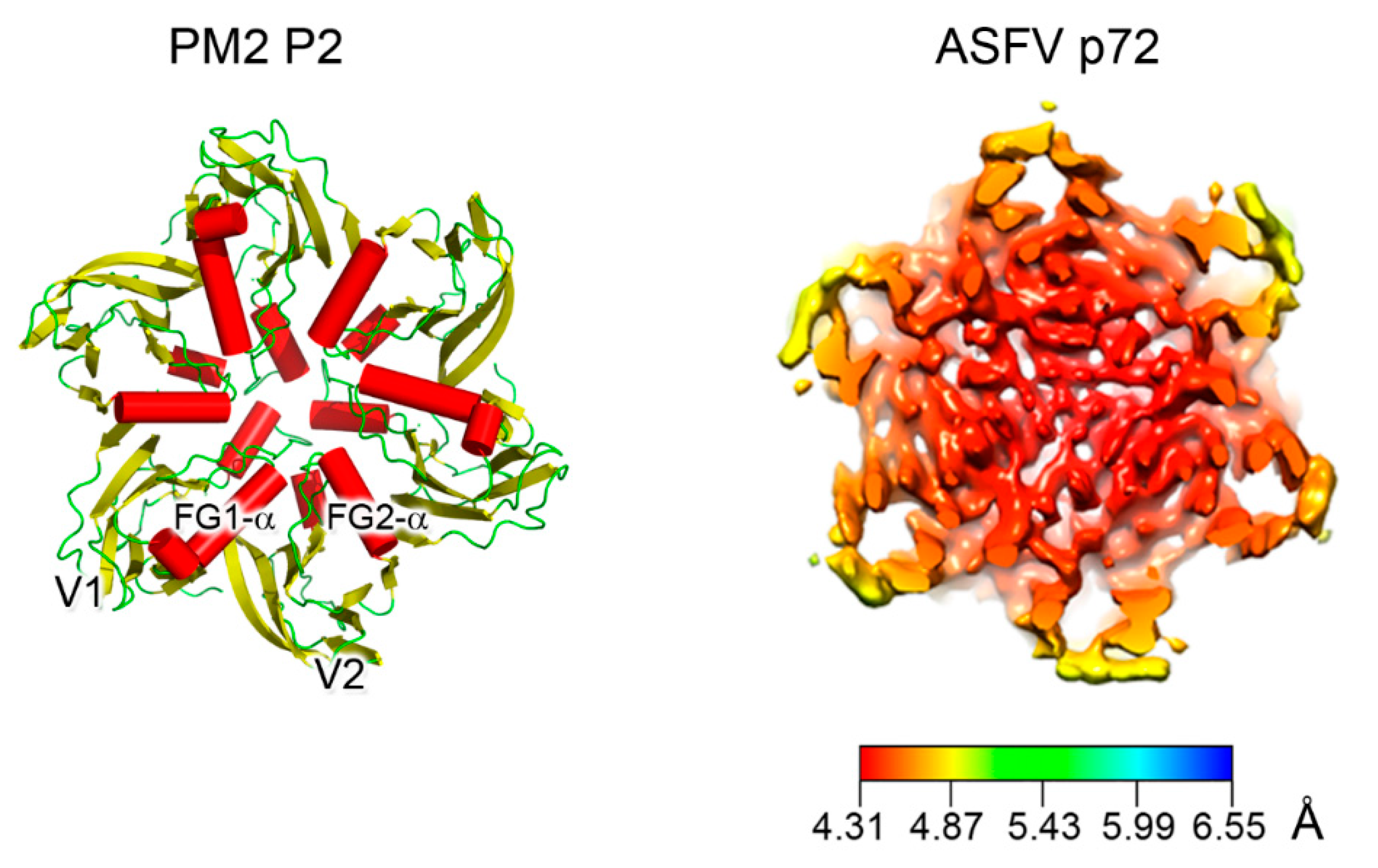 Viruses 12 01146 g003
