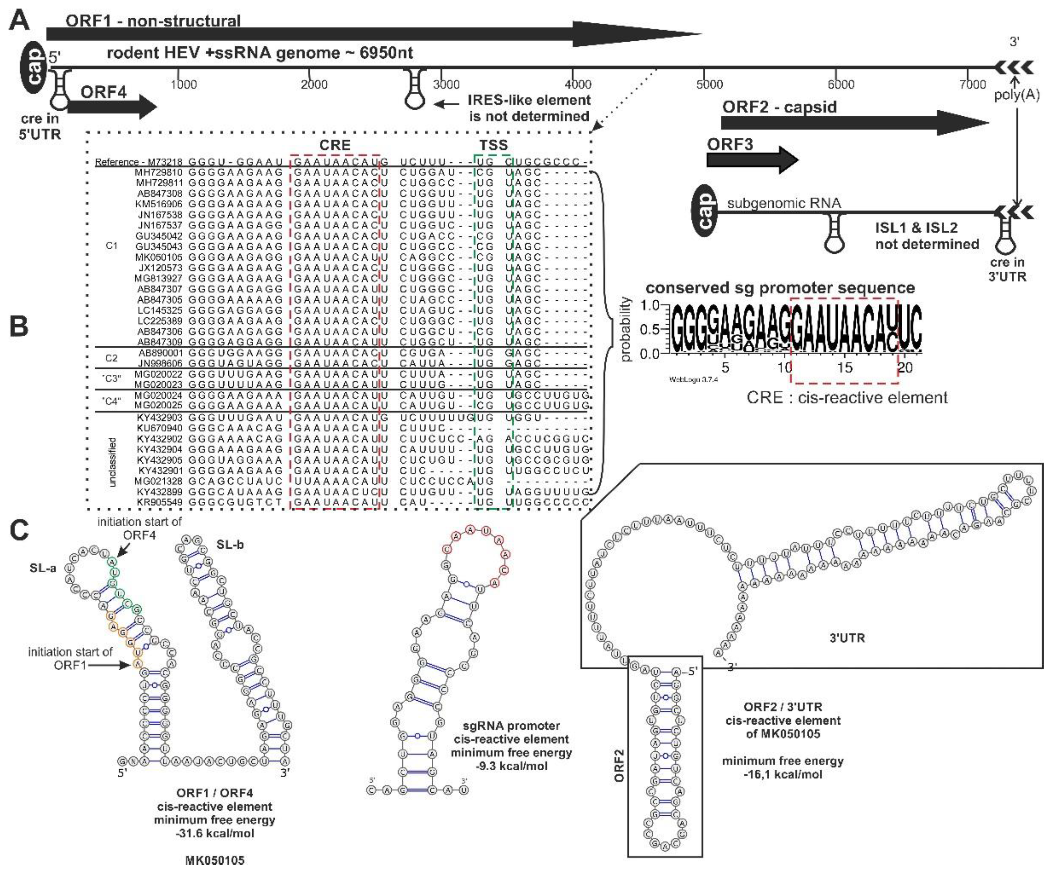 Viruses 12 01148 g001