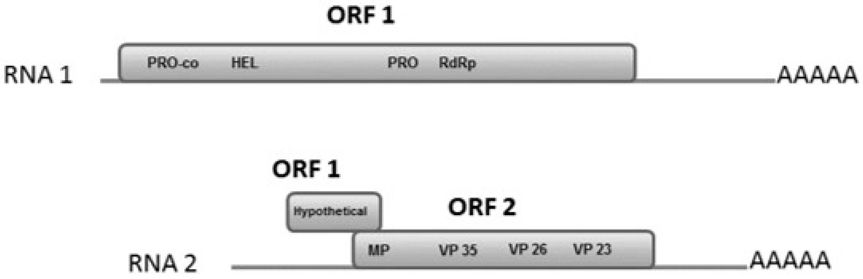 Viruses 12 01167 g002 Viruses 12 01167 g002