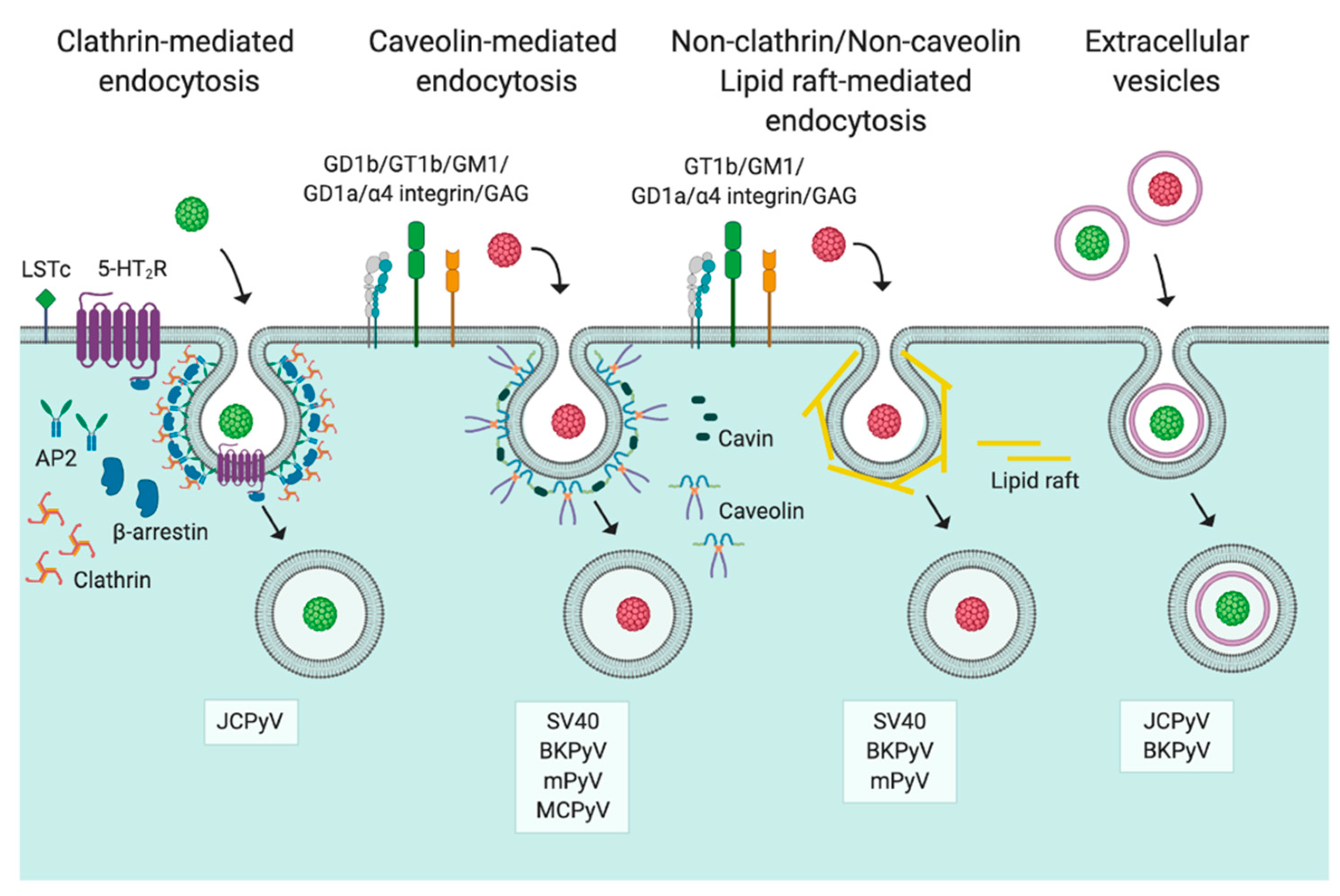Viruses 12 01168 g002