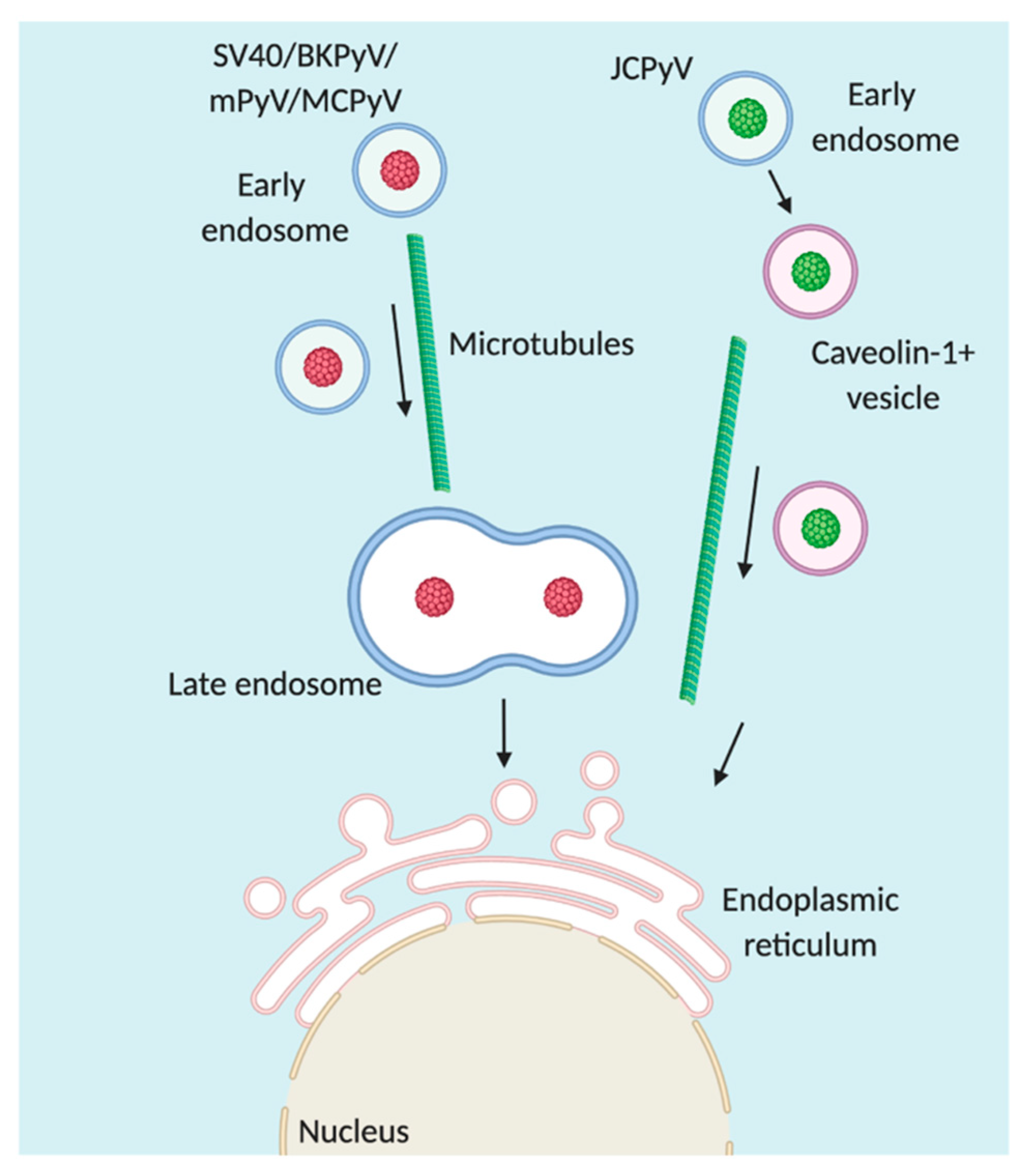 Viruses 12 01168 g003