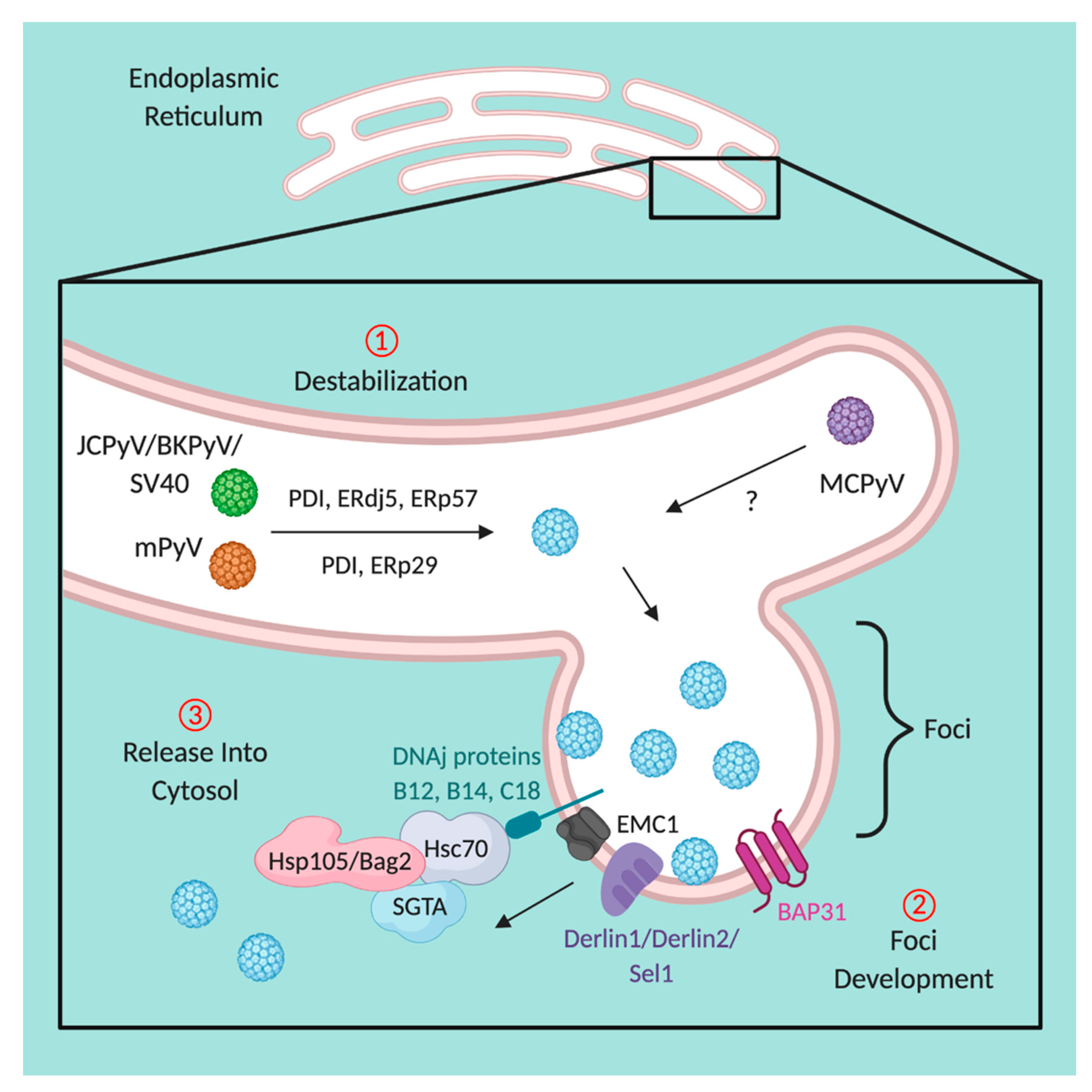 Viruses 12 01168 g004