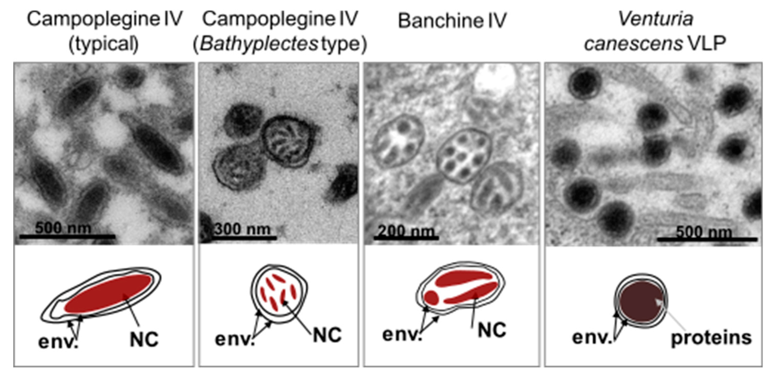 Viruses 12 01170 g002