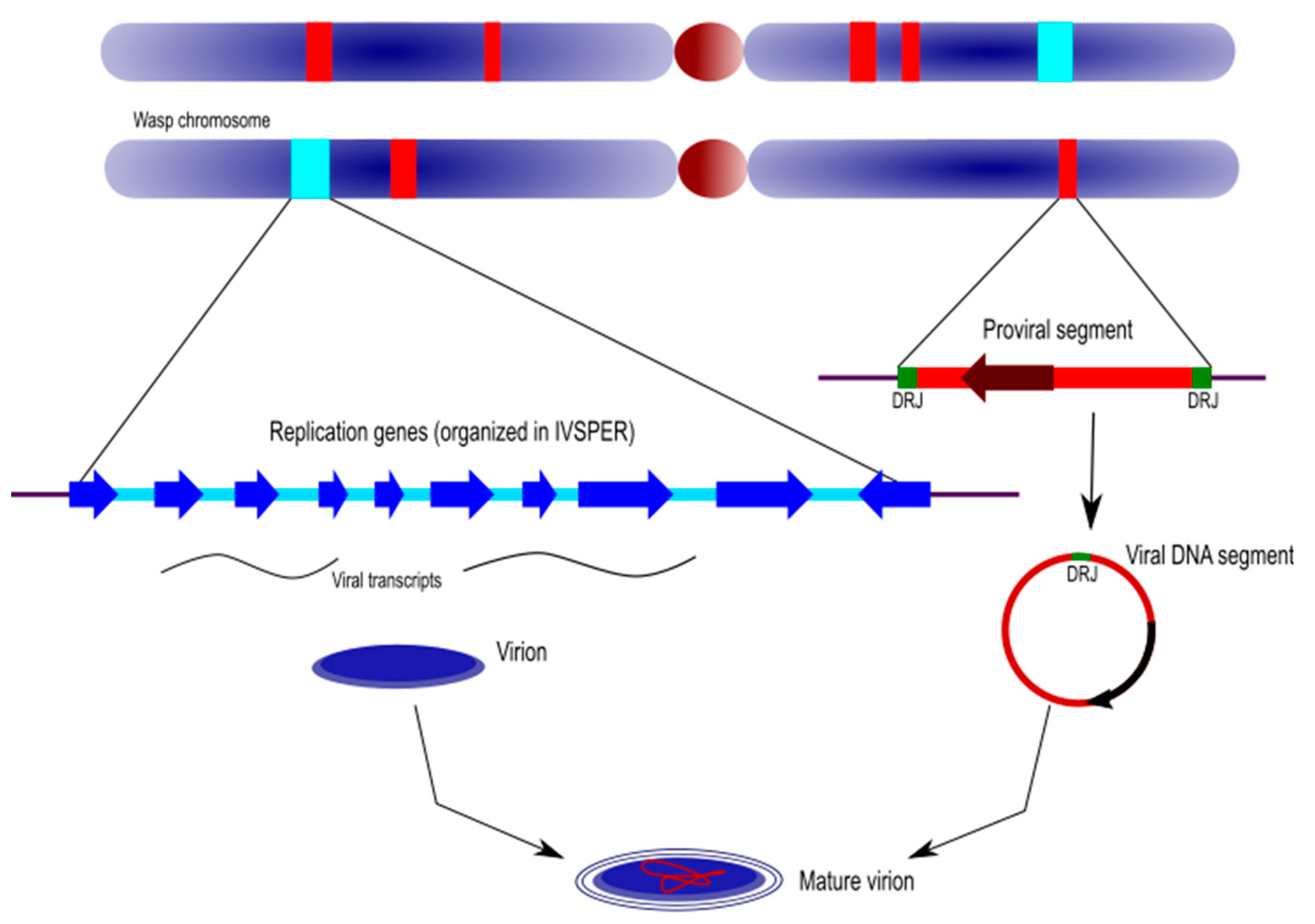 Viruses 12 01170 g004