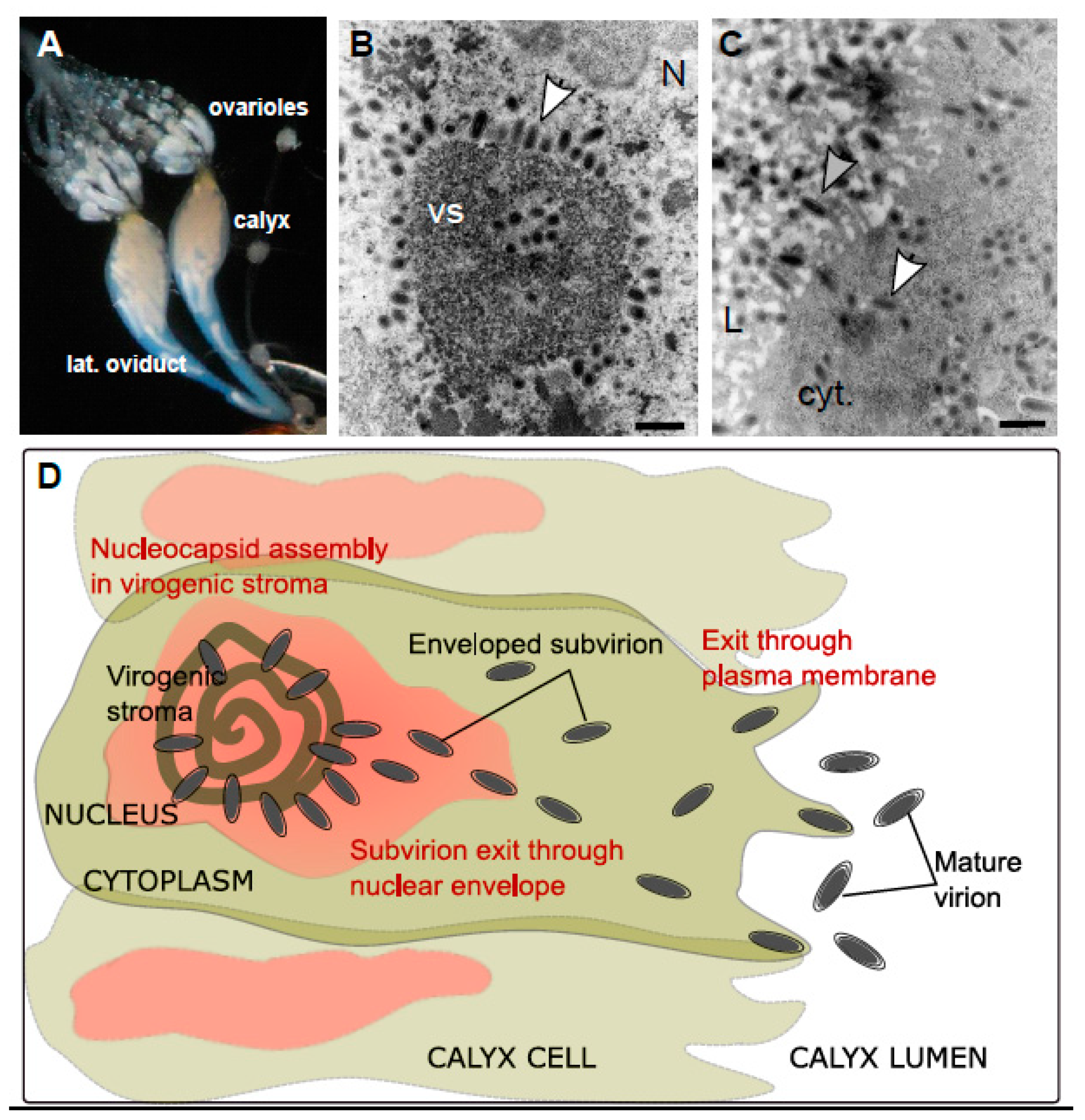 Viruses 12 01170 g006