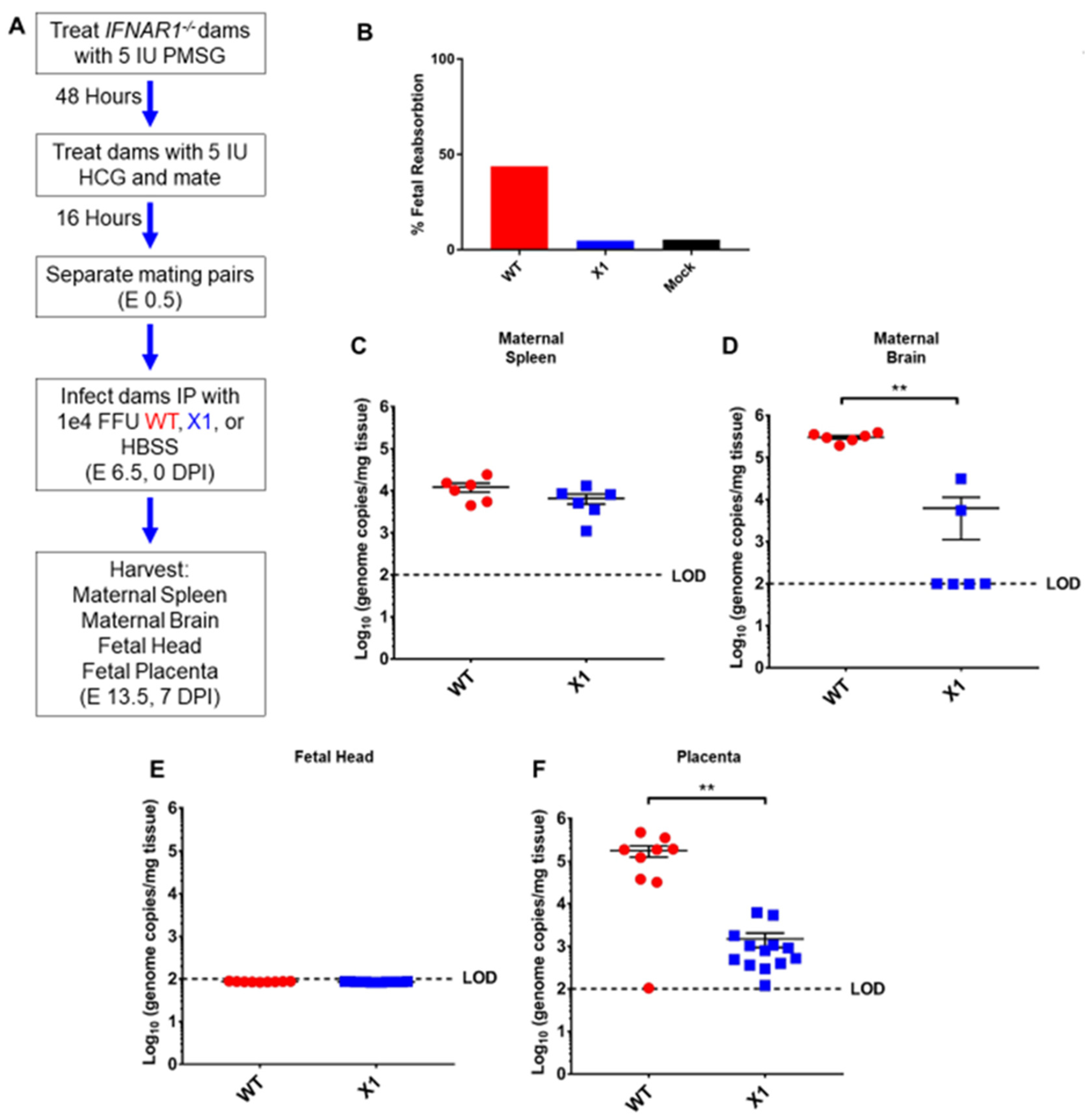 Viruses 12 01177 g005 Viruses 12 01177 g005