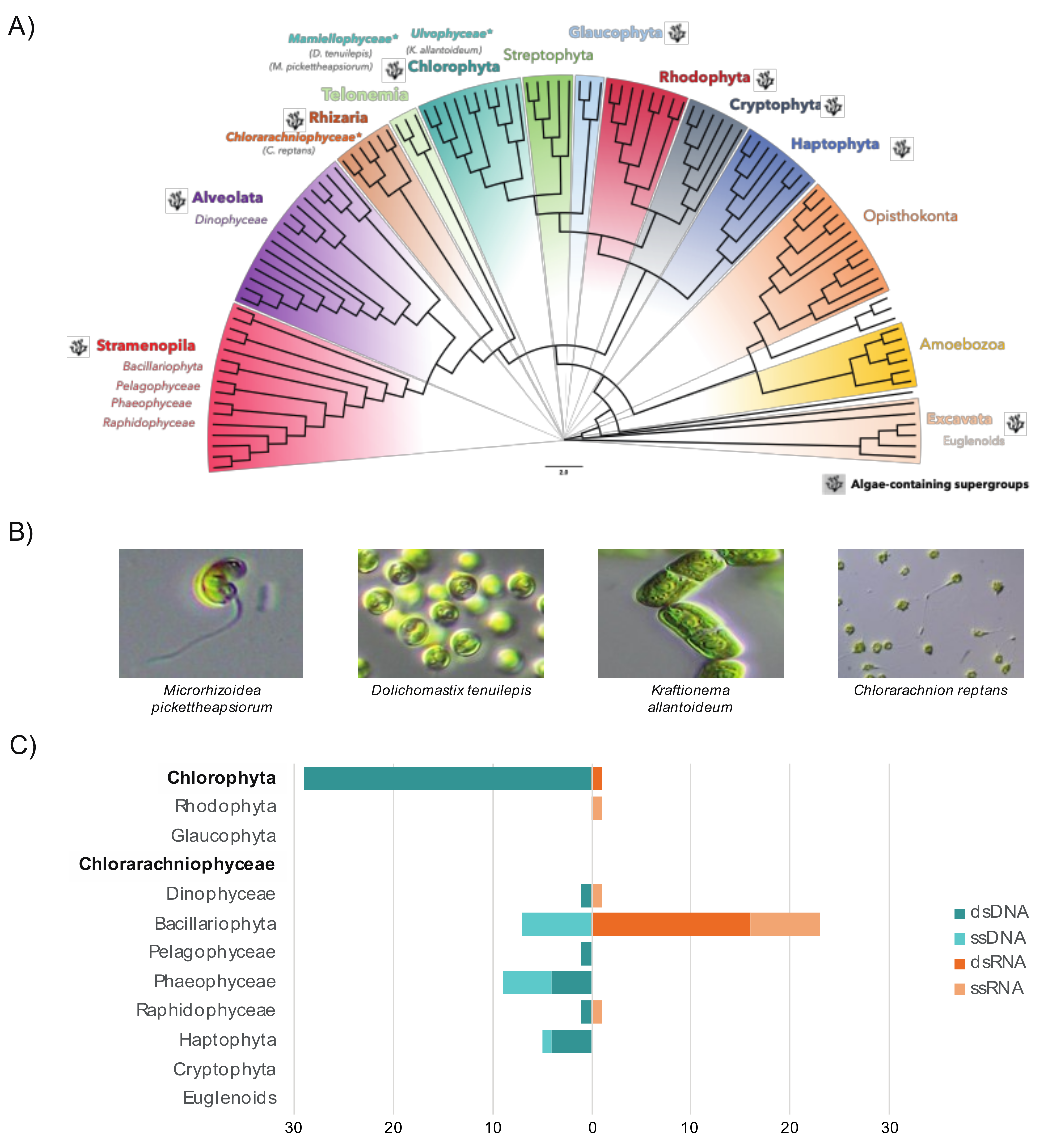 Viruses 12 01180 g001