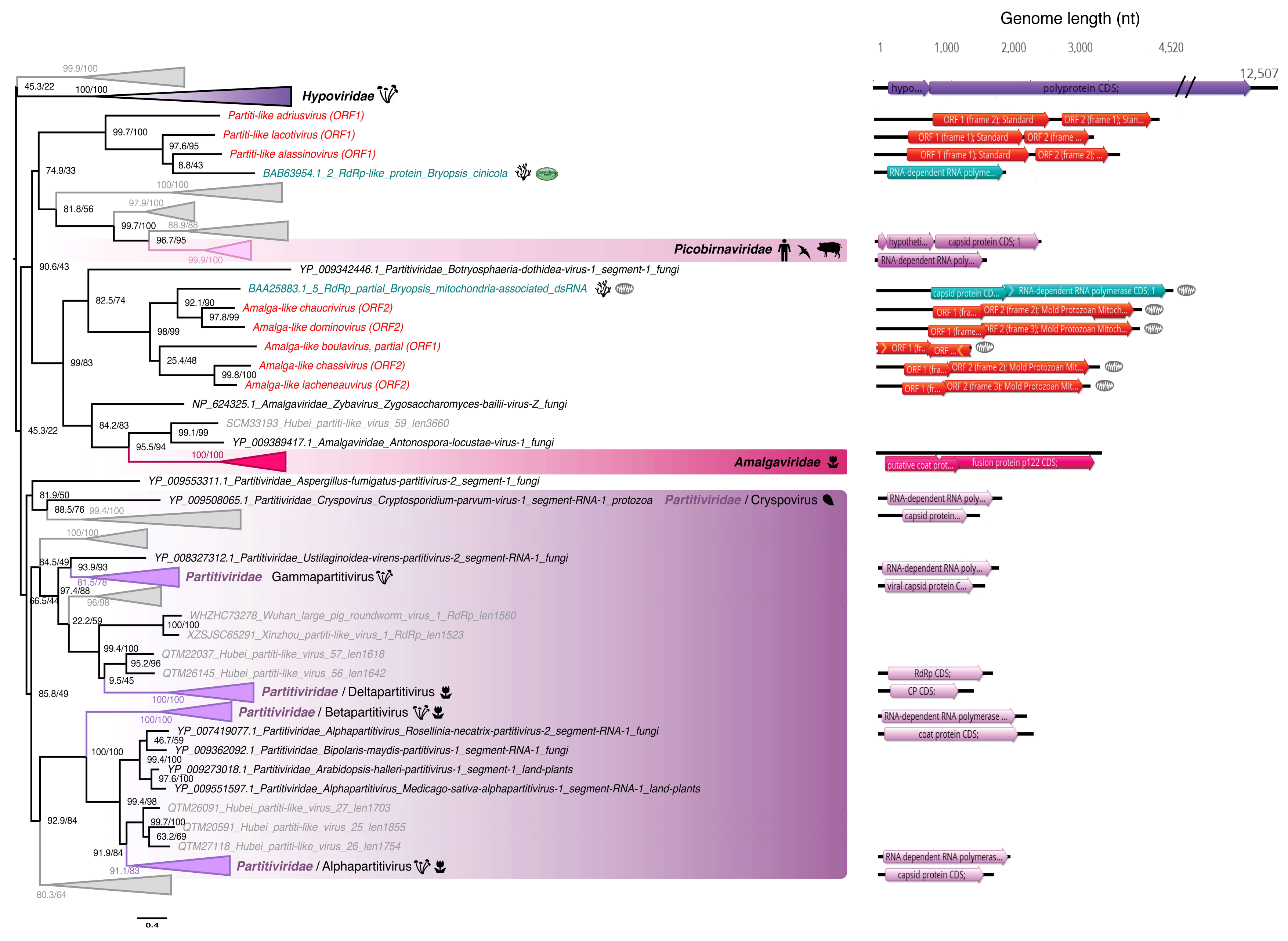 Viruses 12 01180 g003