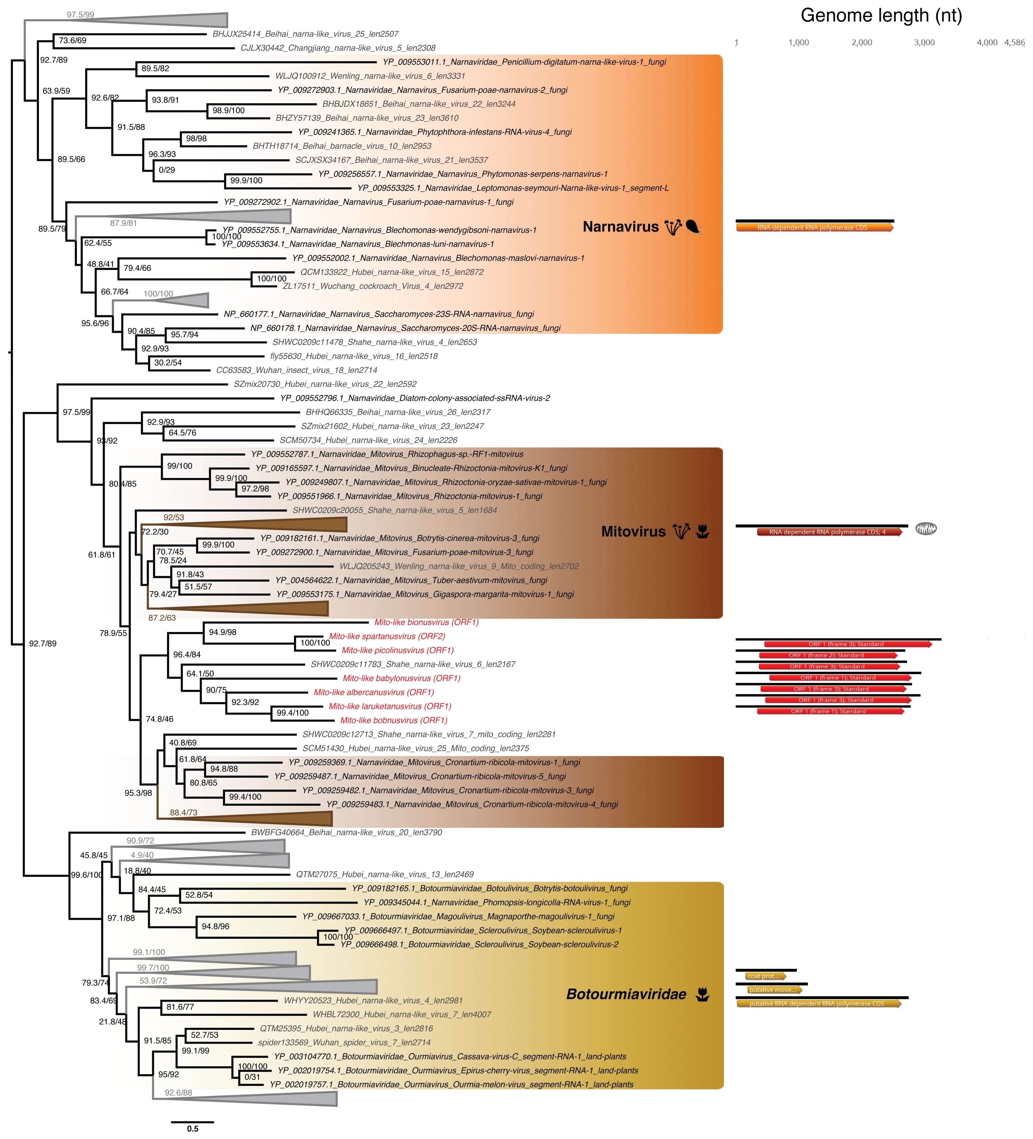 Viruses 12 01180 g006