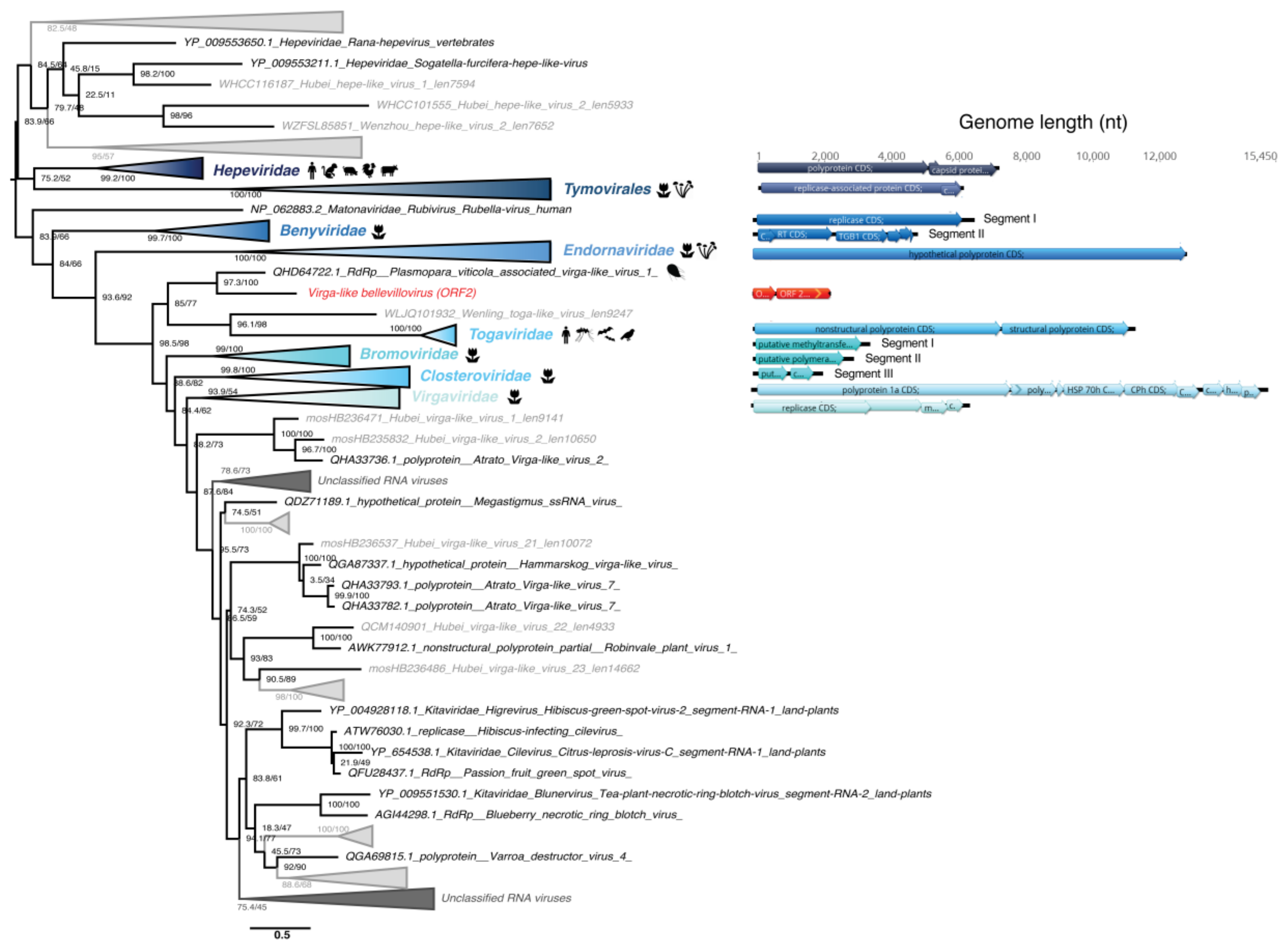 Viruses 12 01180 g008