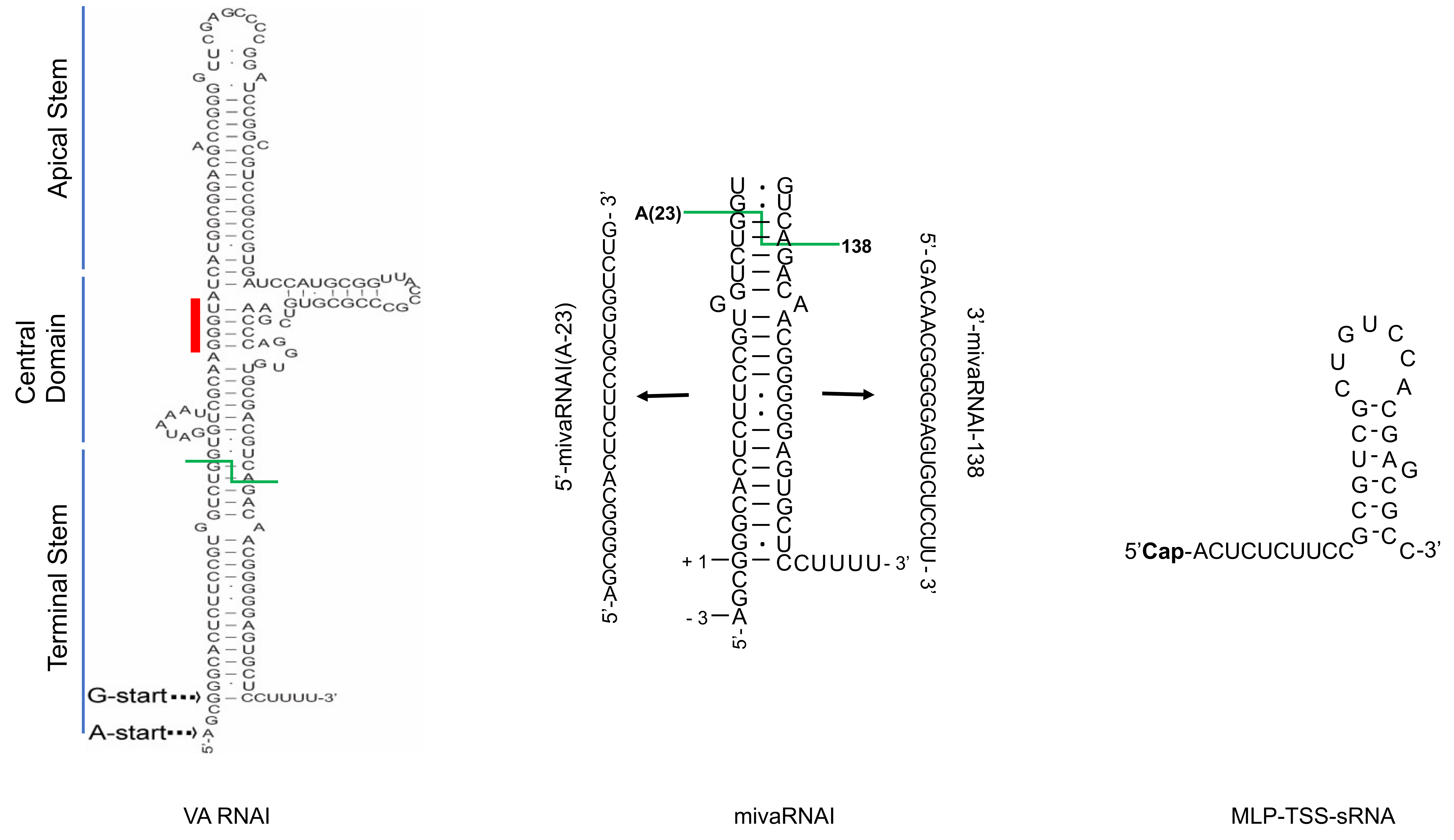 Viruses 12 01182 g001