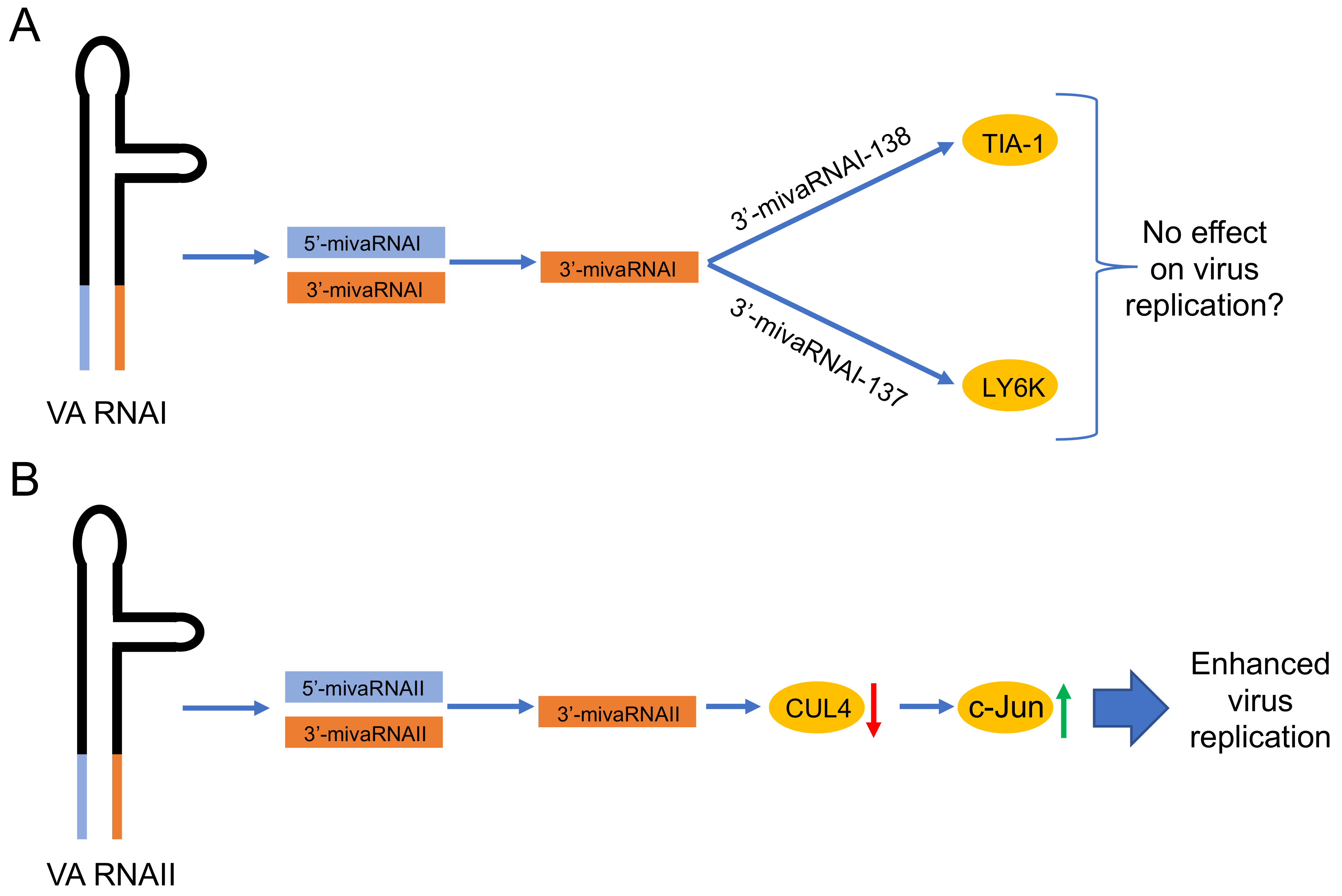 Viruses 12 01182 g003