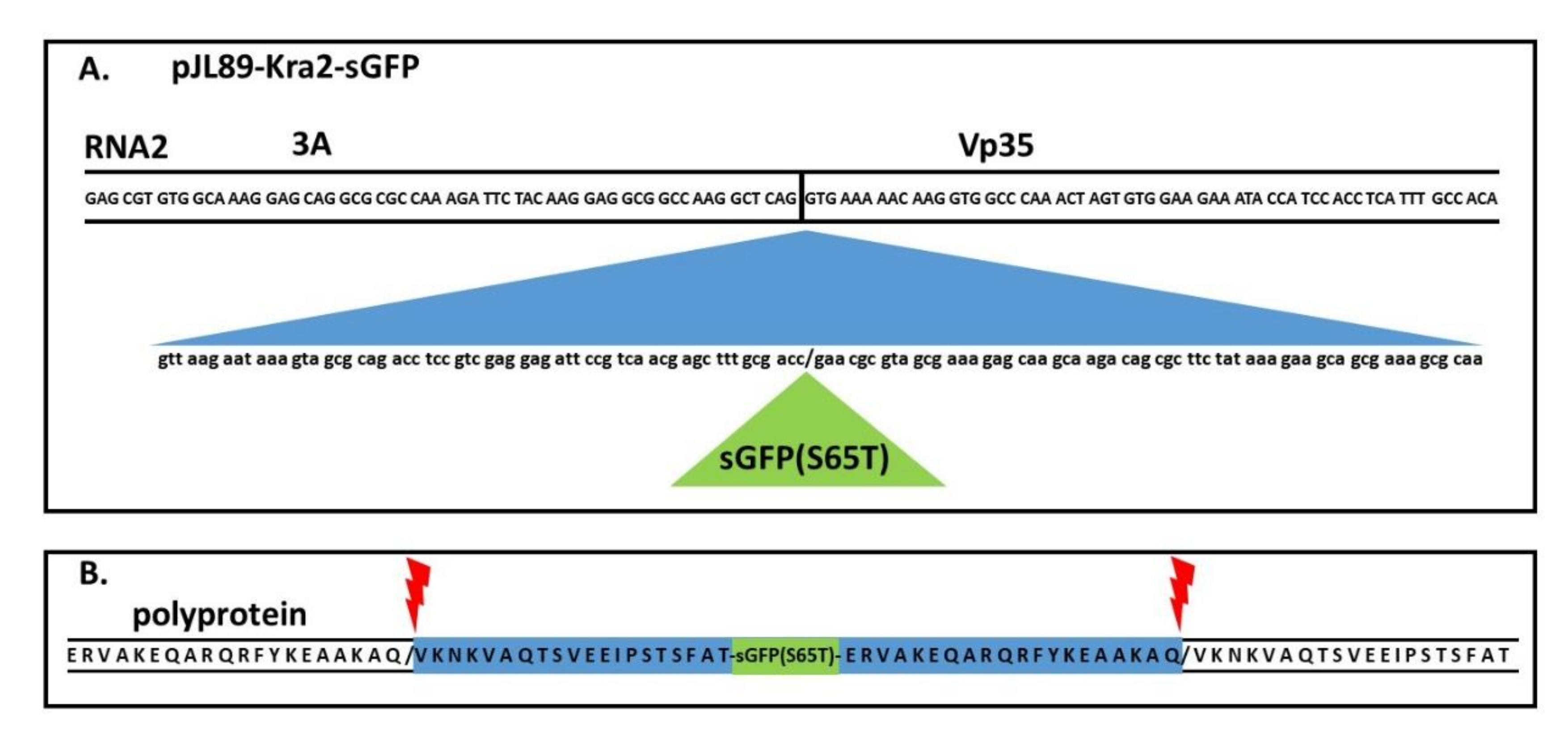 Viruses 12 01195 g002 Viruses 12 01195 g002