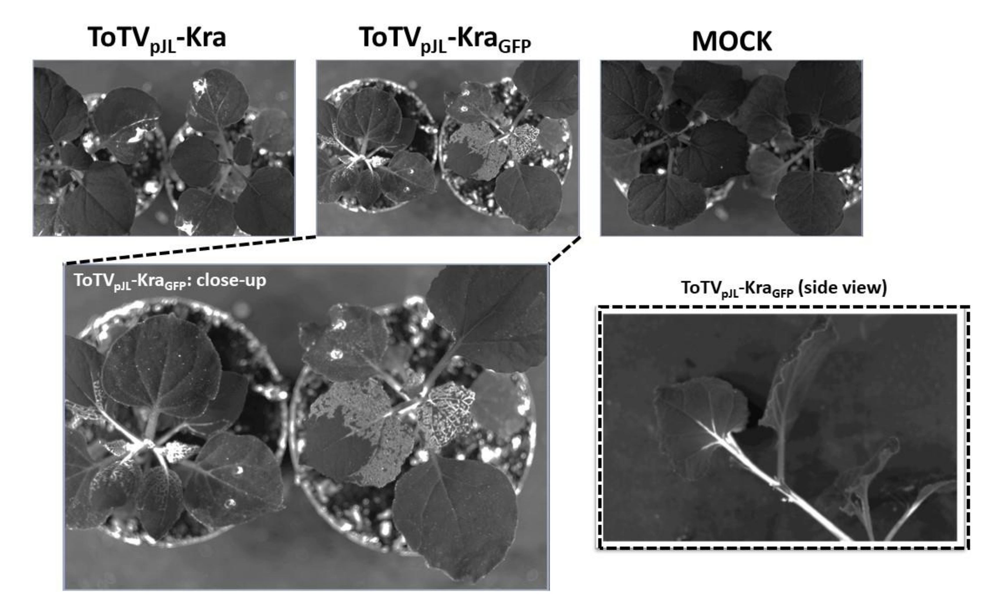 Viruses 12 01195 g004 Viruses 12 01195 g004
