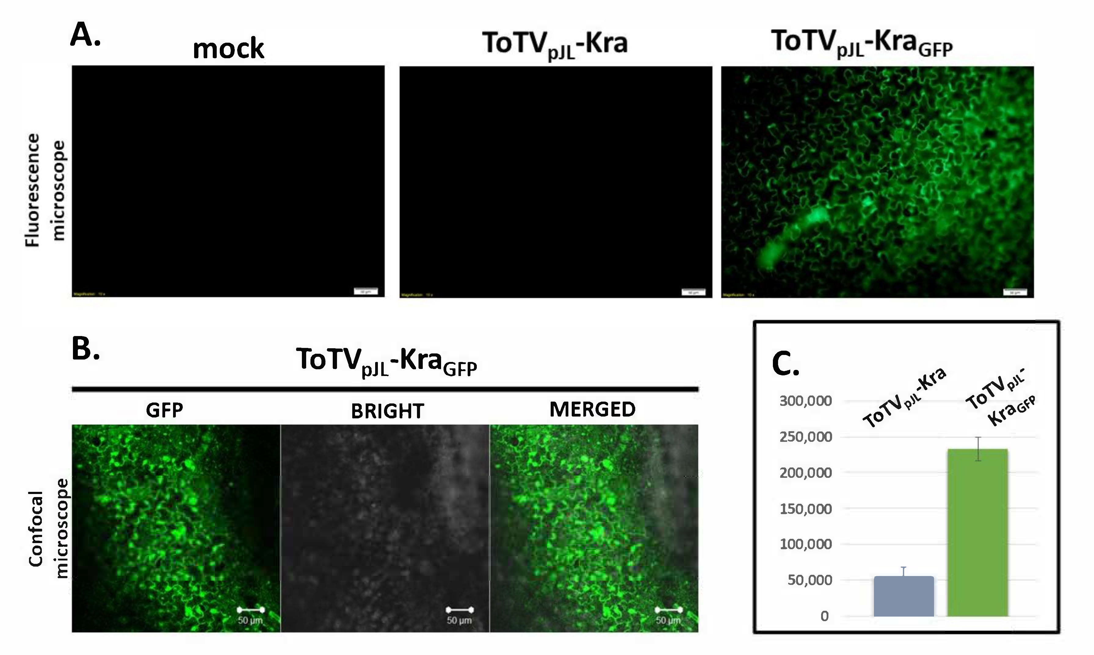Viruses 12 01195 g005 Viruses 12 01195 g005
