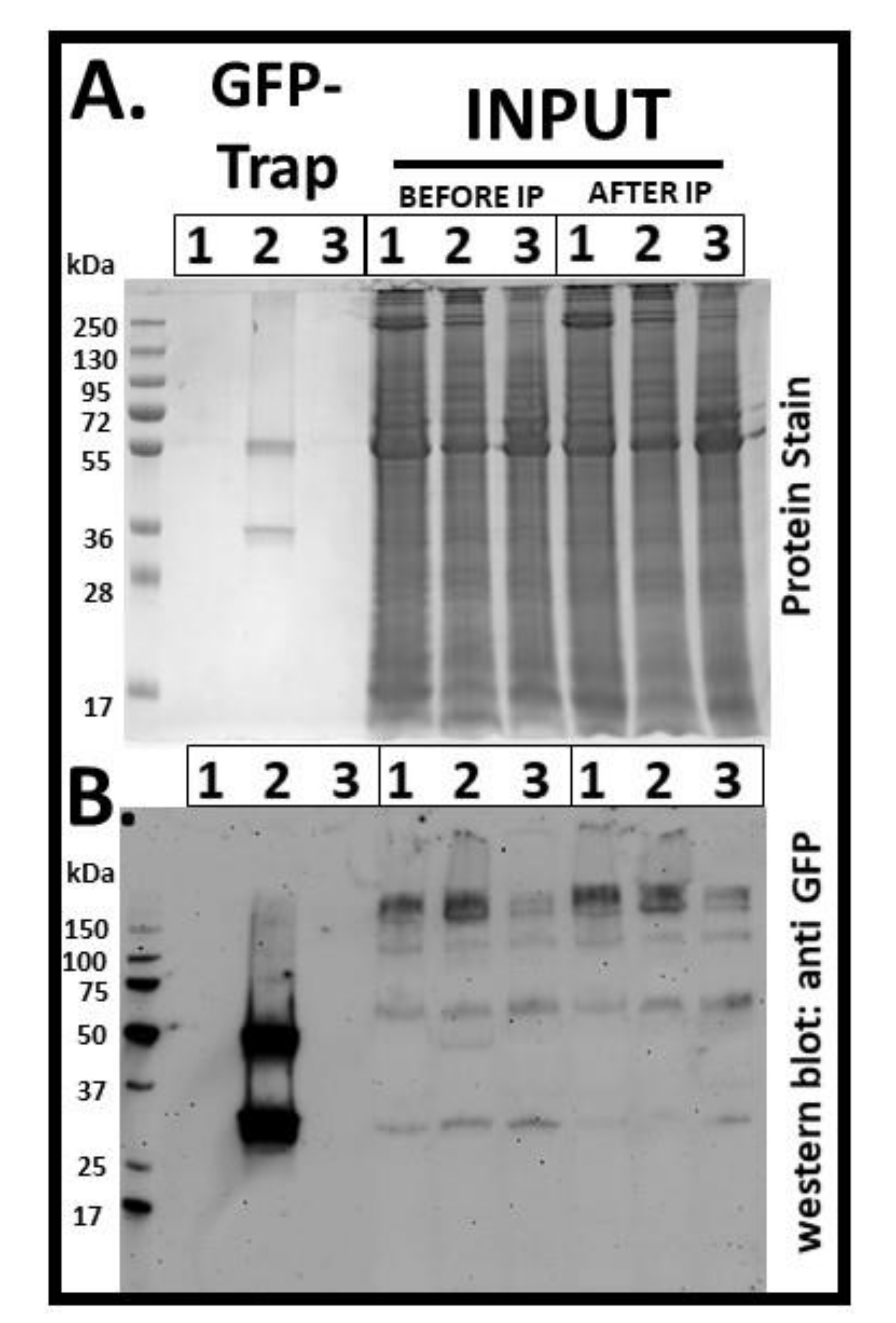 Viruses 12 01195 g006 Viruses 12 01195 g006