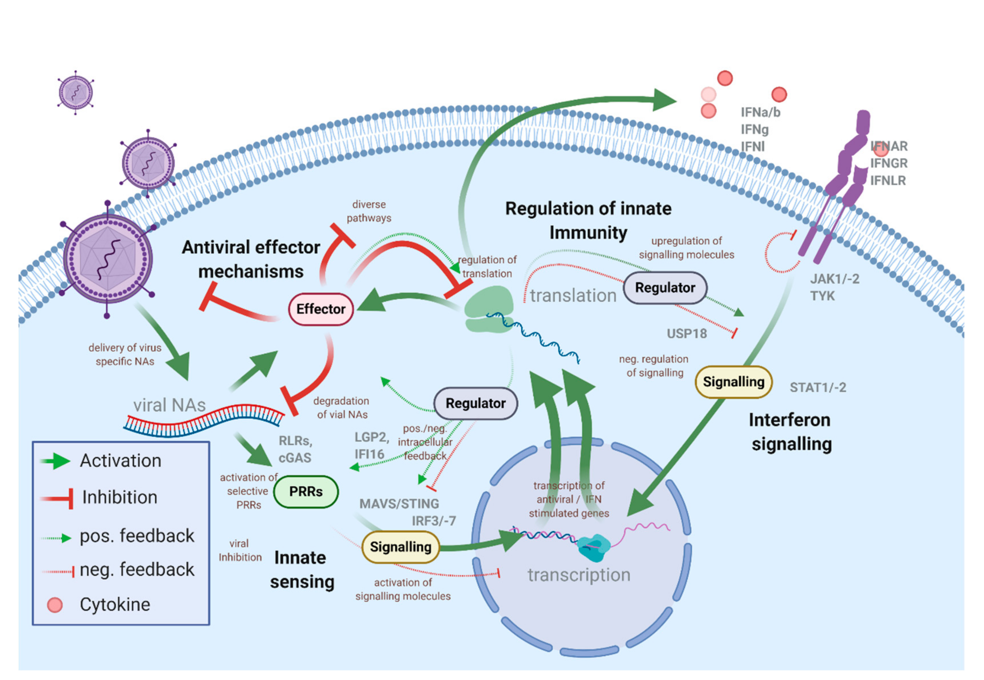 Viruses 12 01196 g001