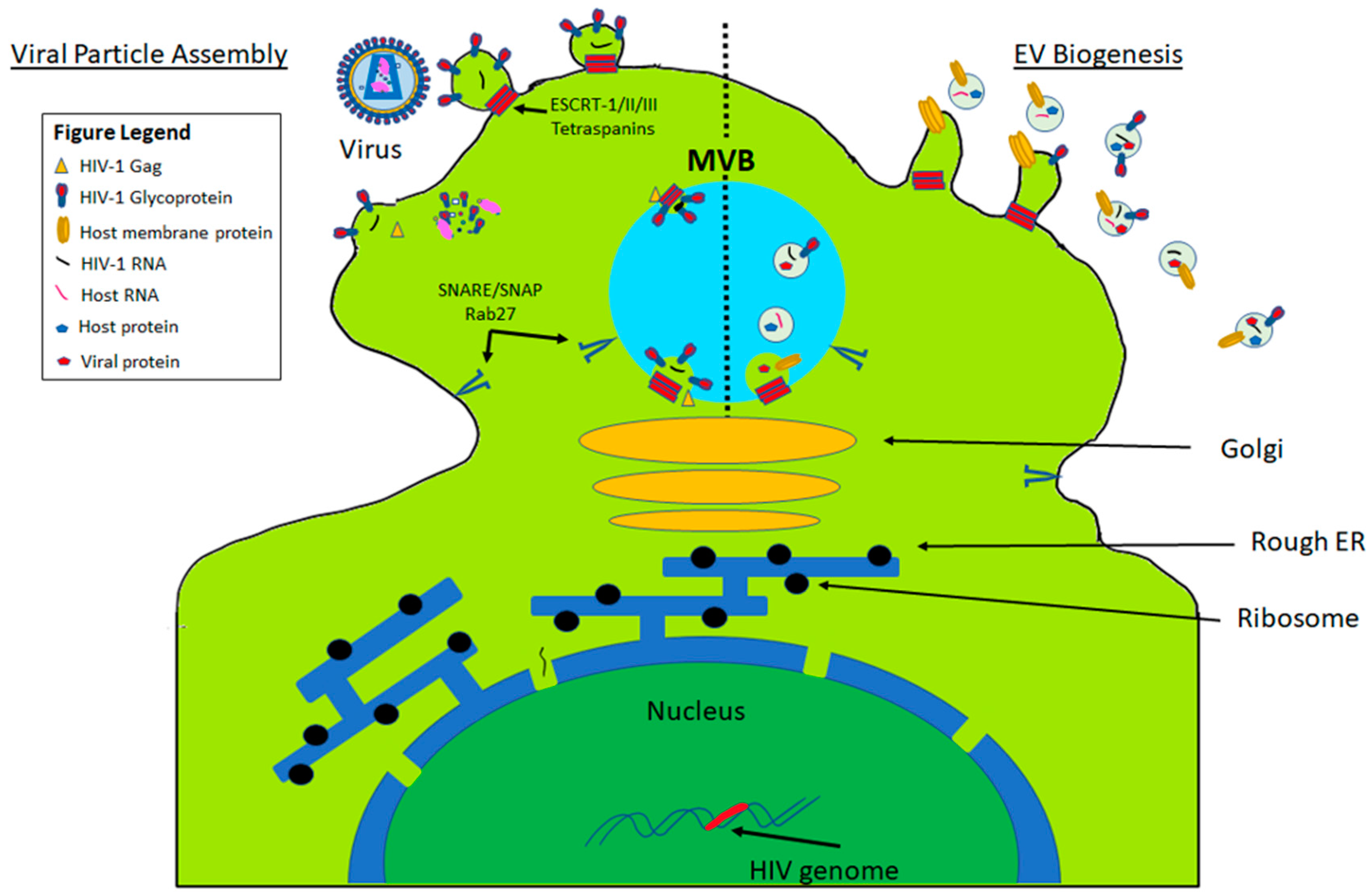 Viruses 12 01200 g002