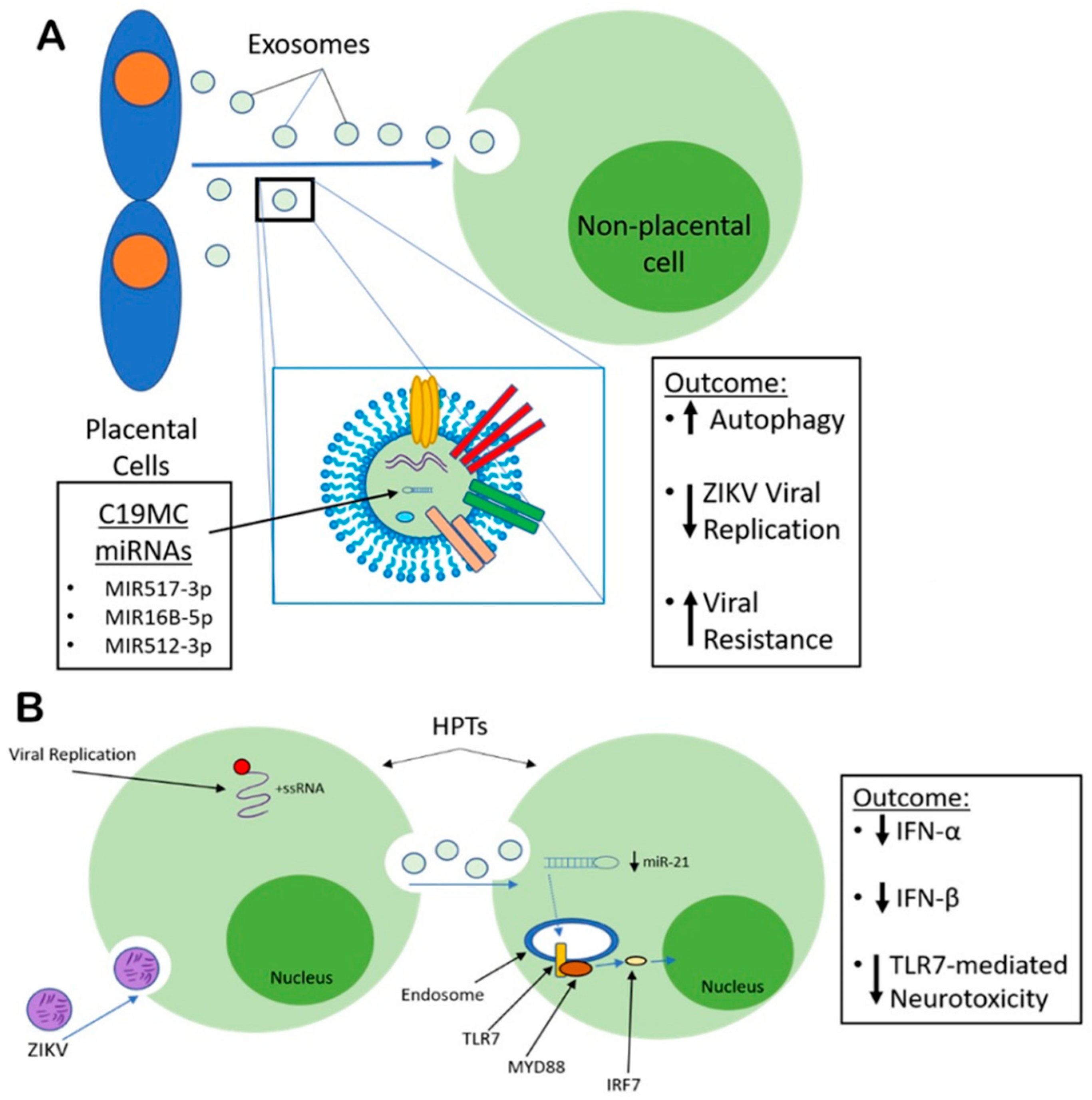 Viruses 12 01200 g003
