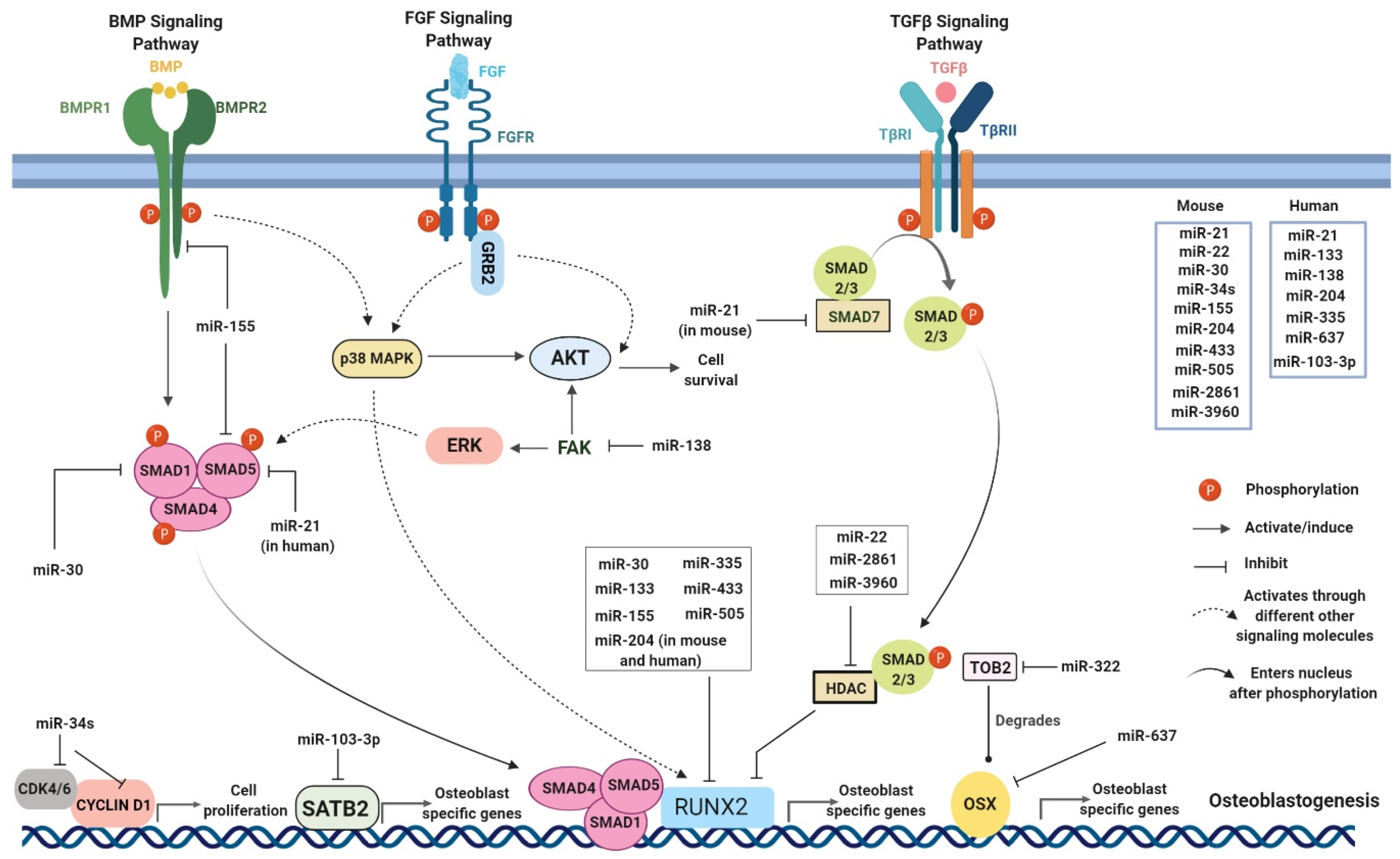 Viruses 12 01207 g001