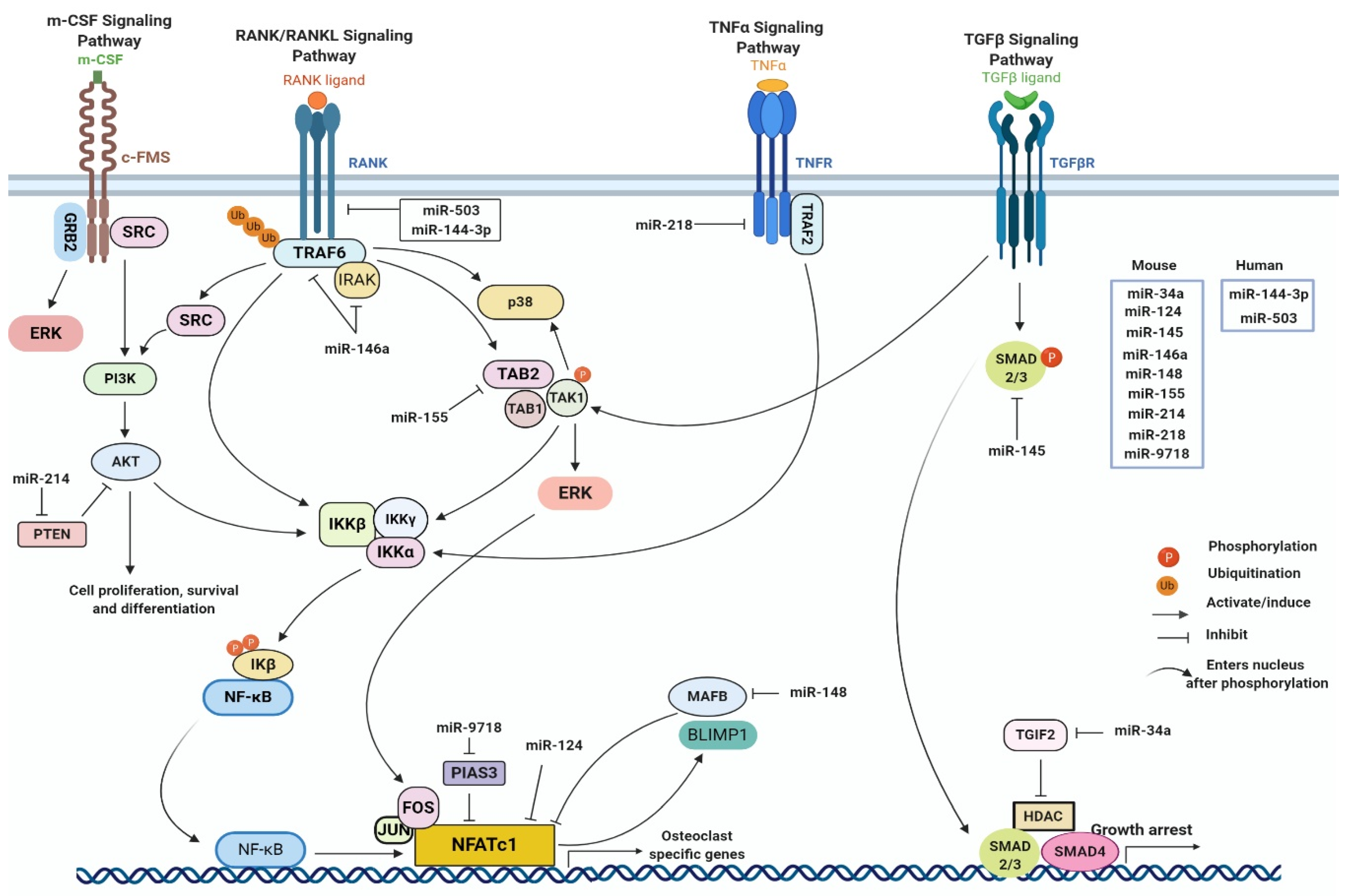 Viruses 12 01207 g002