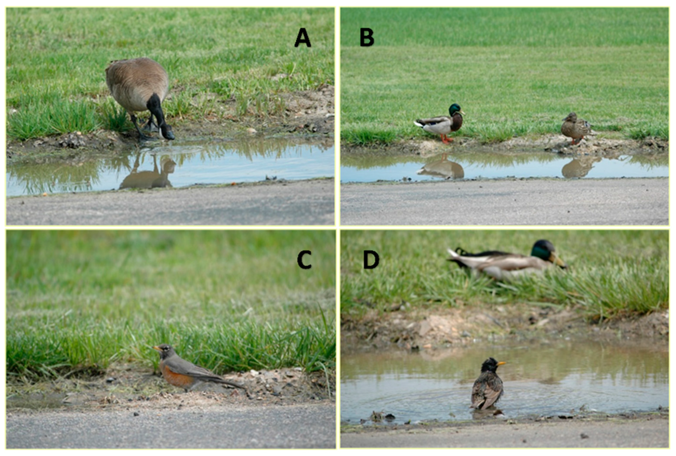 Viruses 12 01209 g002