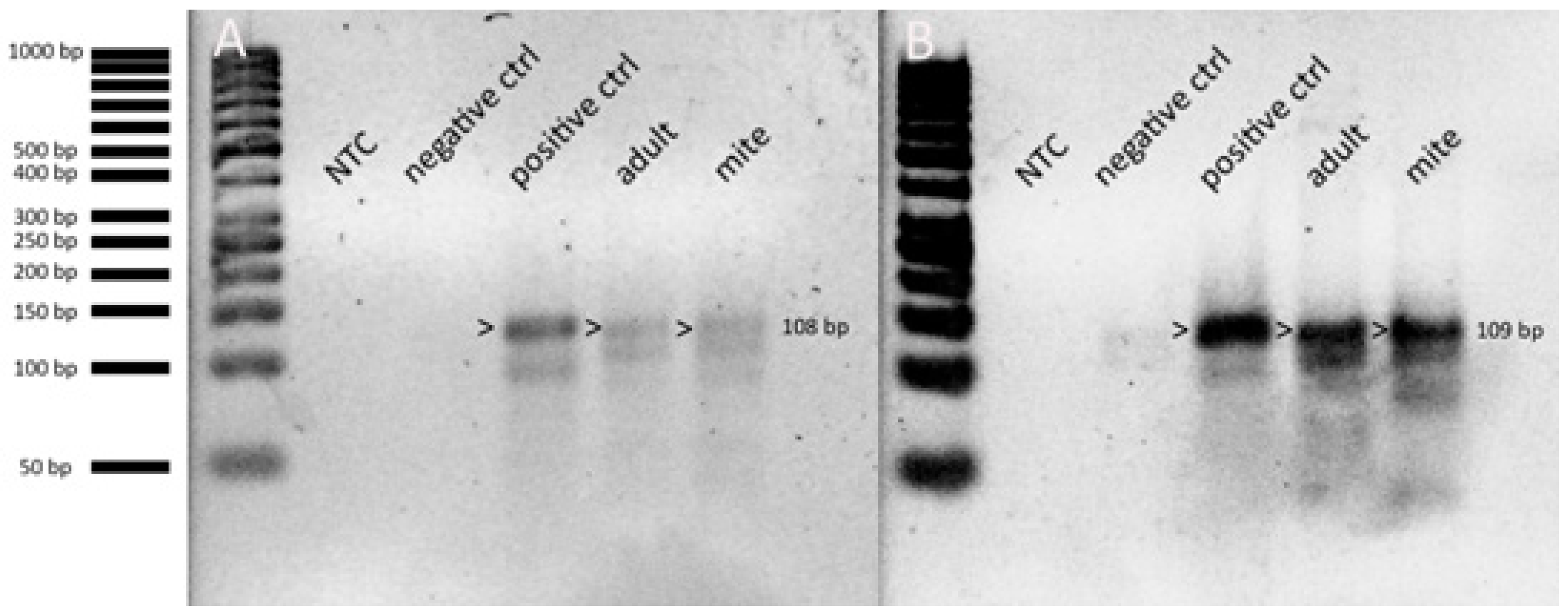Viruses 12 01218 g007 Viruses 12 01218 g007