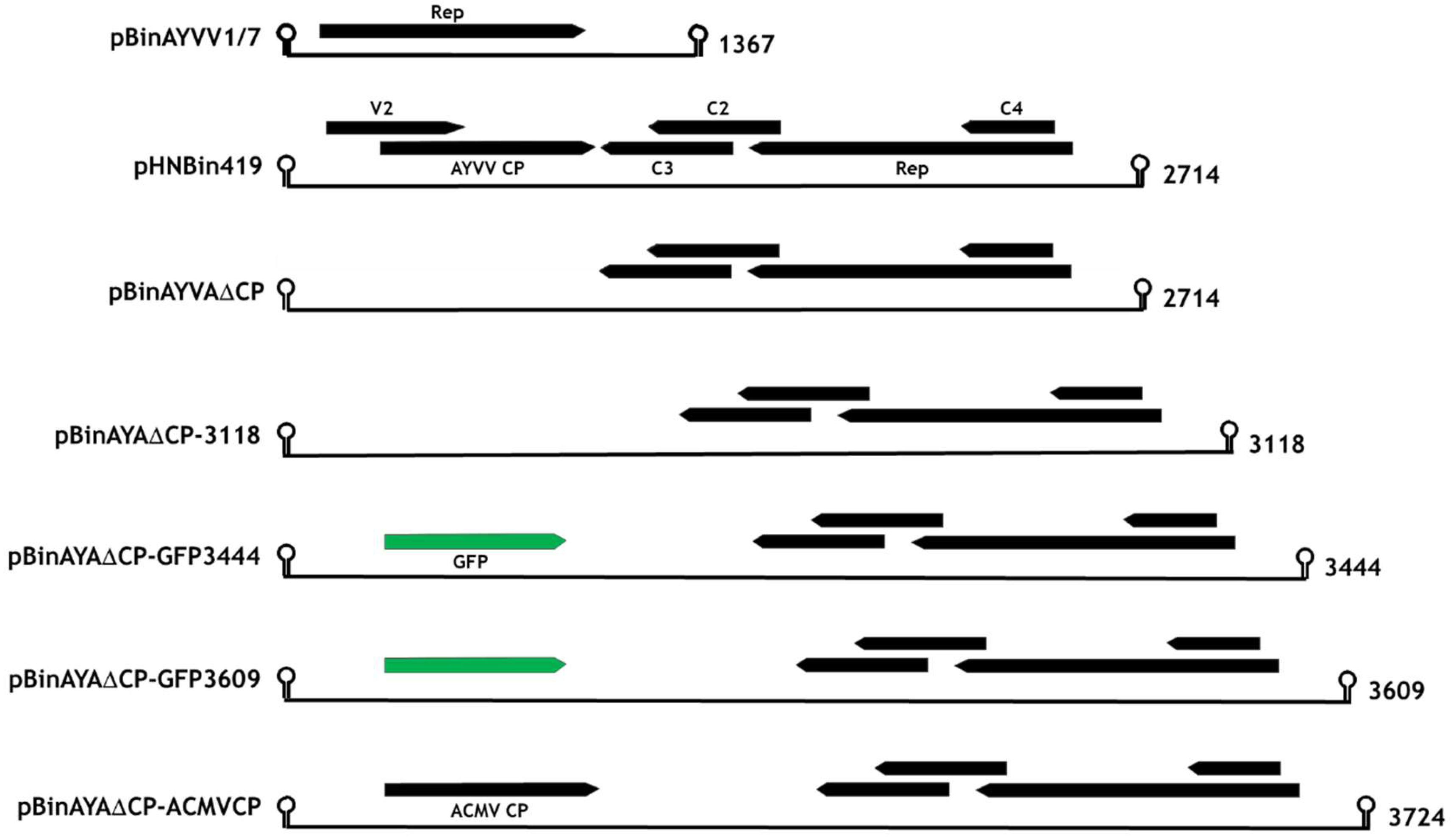 Viruses 12 01235 g001