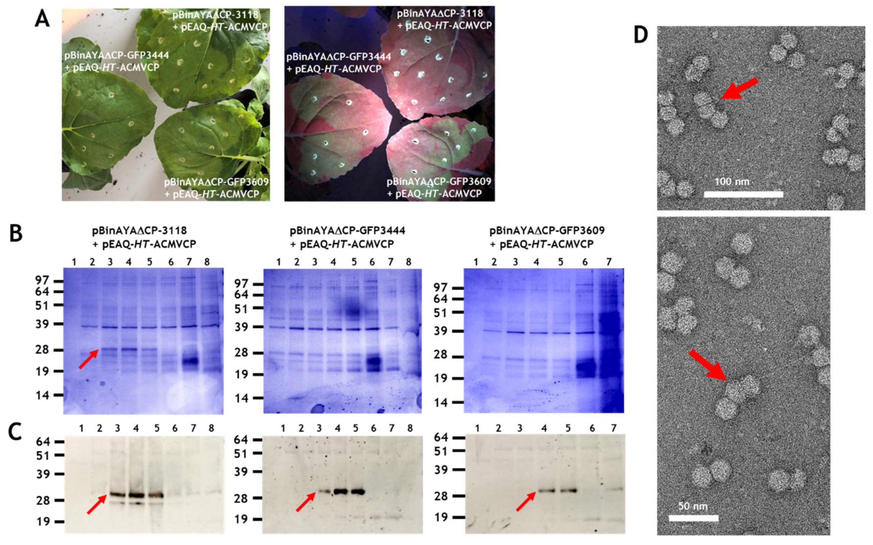 Viruses 12 01235 g005