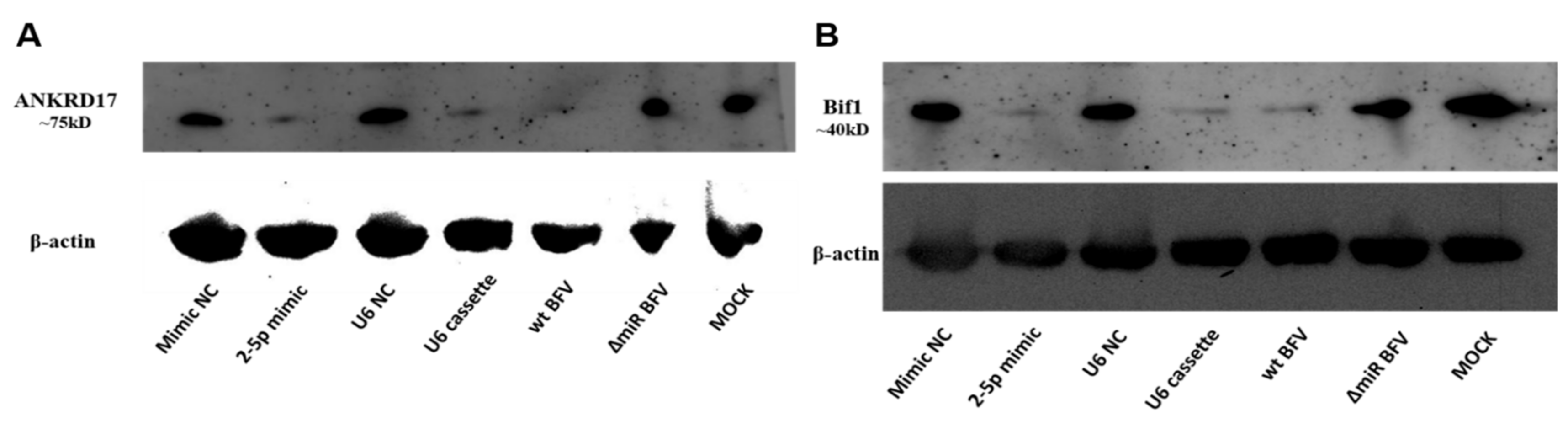 Viruses 12 01250 g008