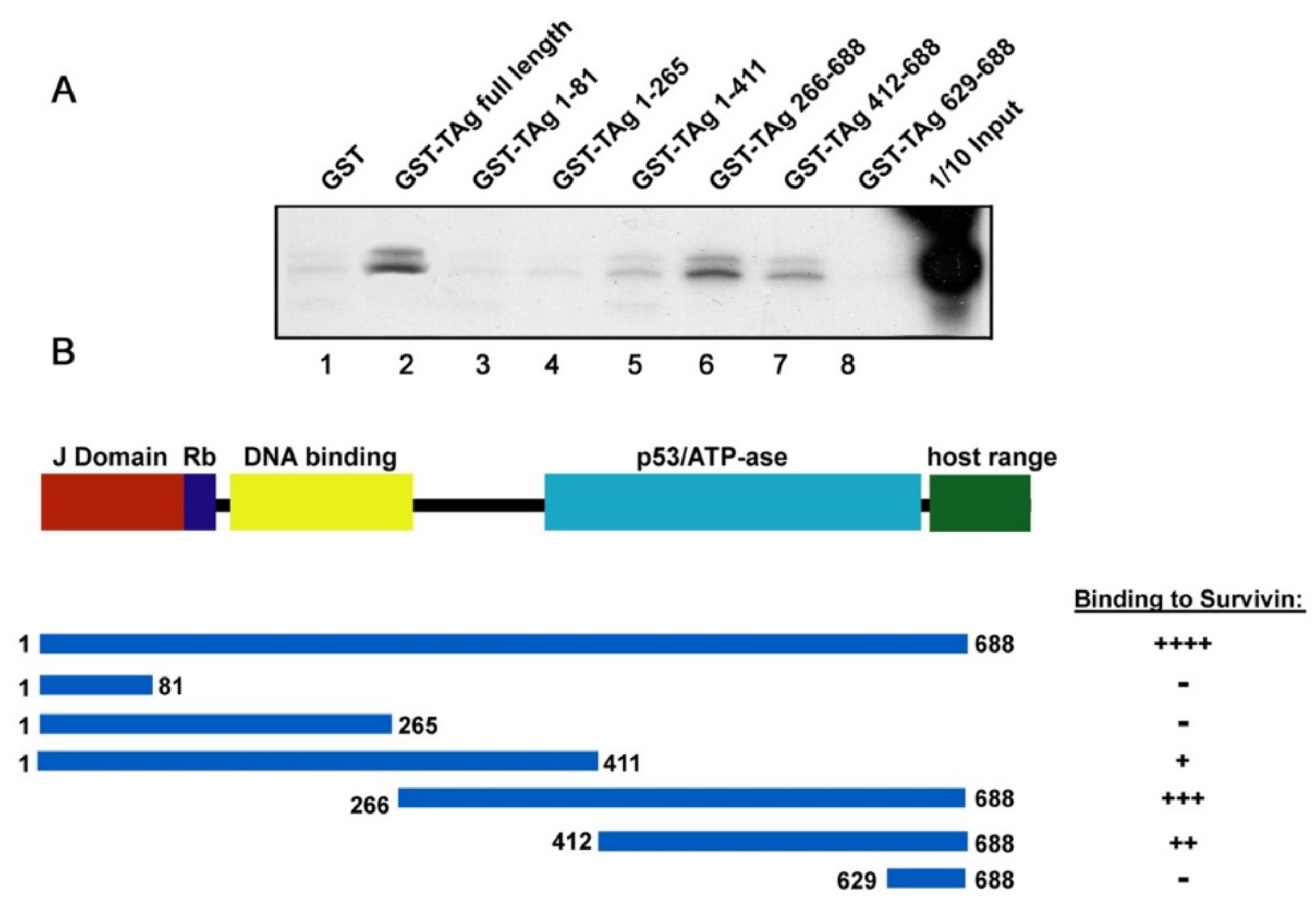 Viruses 12 01253 g004 Viruses 12 01253 g004