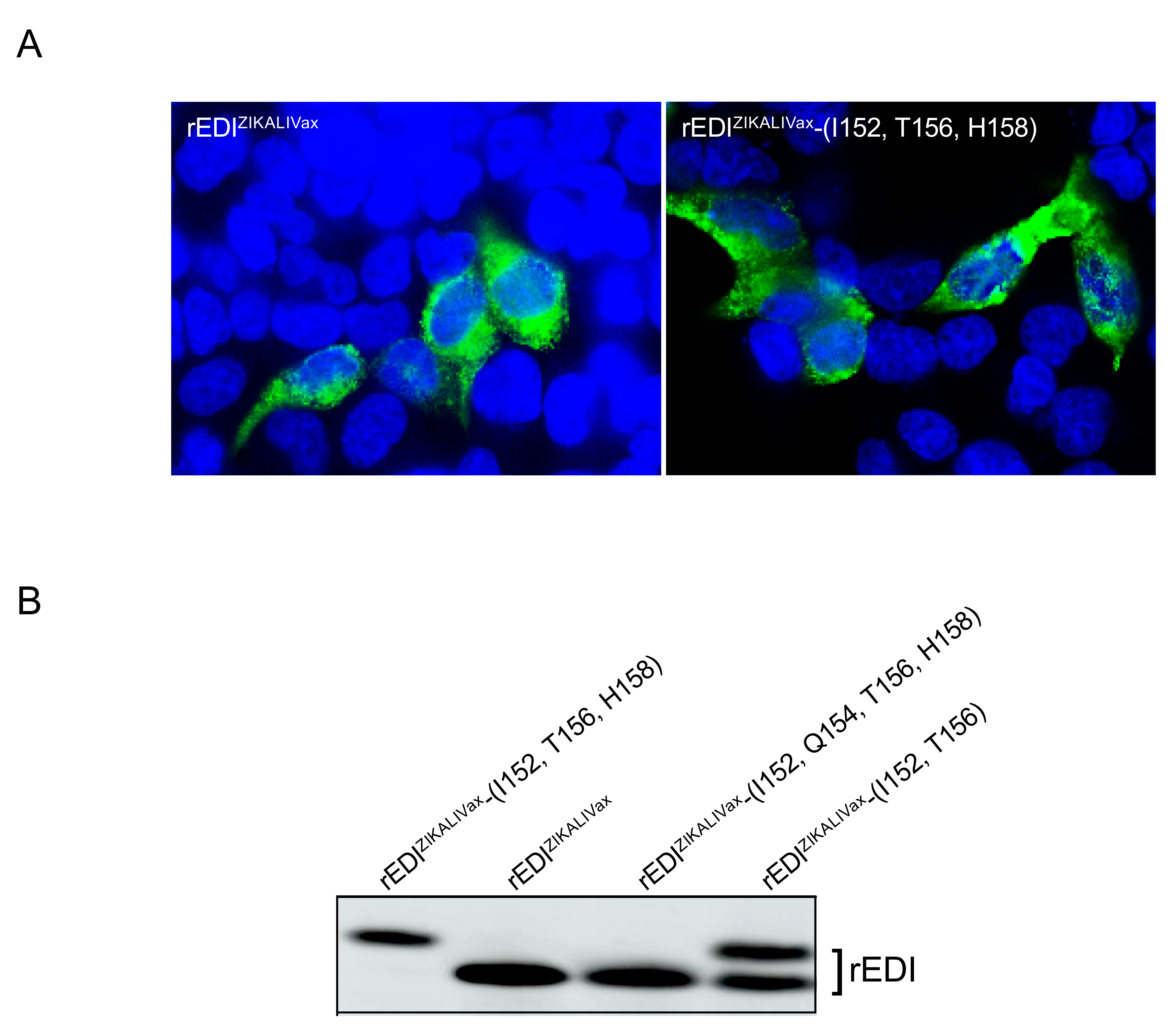 Viruses 12 01258 g008