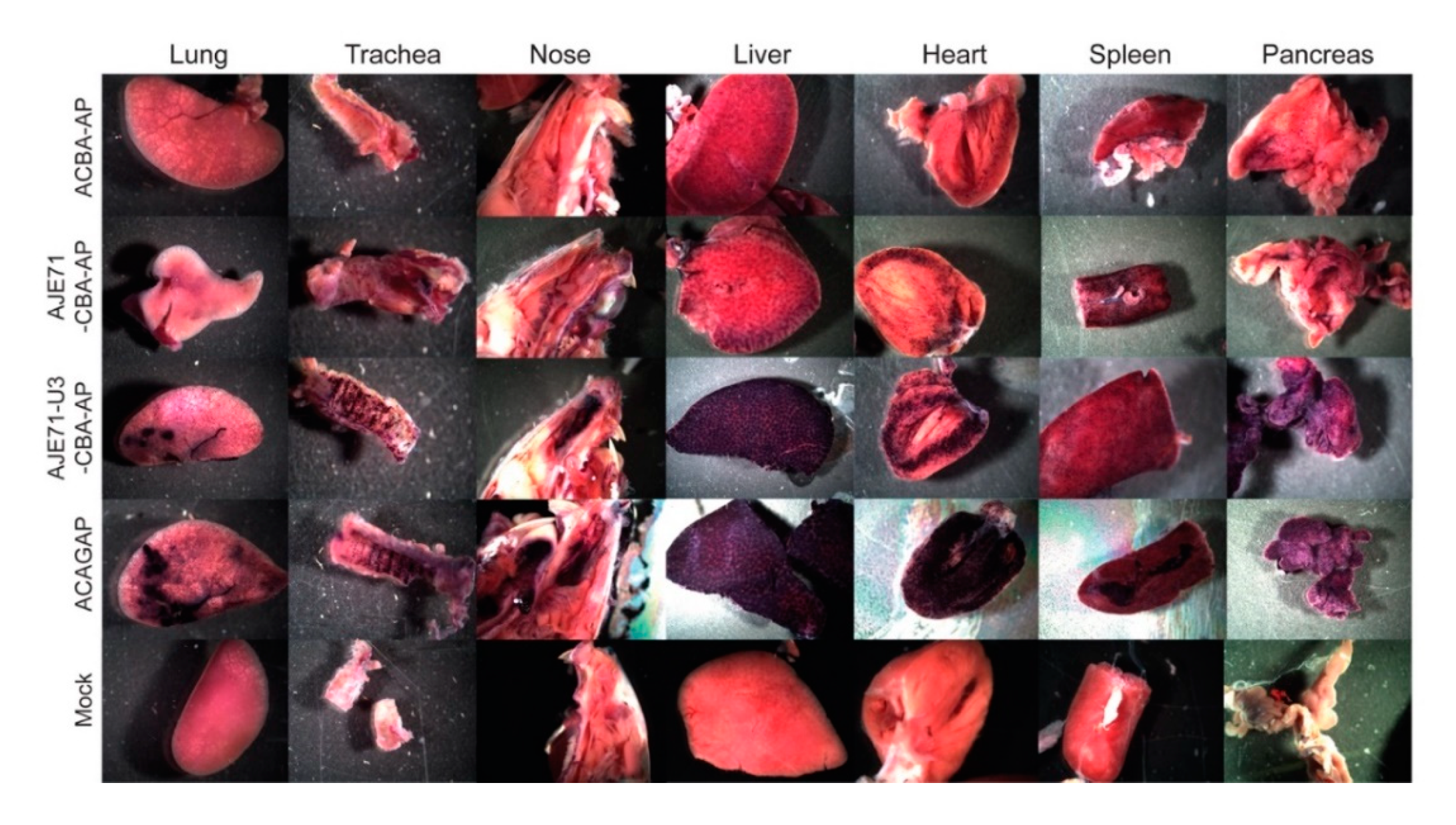 Viruses 12 01266 g004