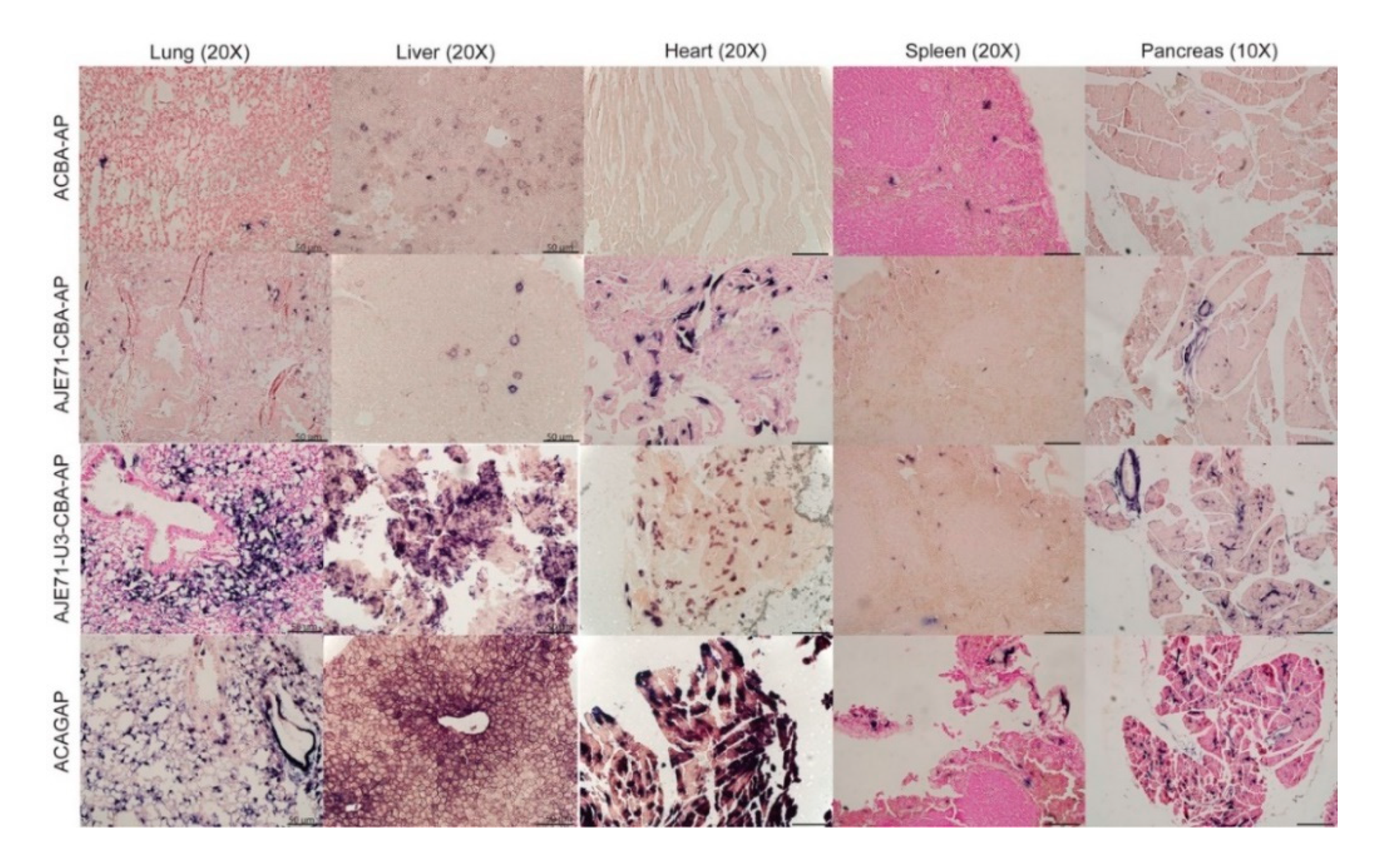 Viruses 12 01266 g005