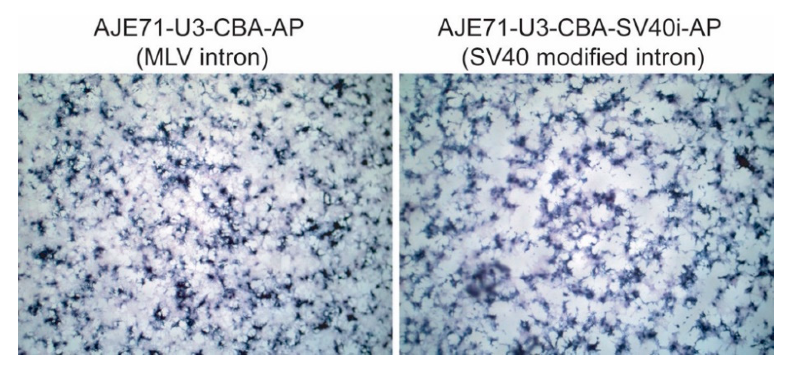 Viruses 12 01266 g007