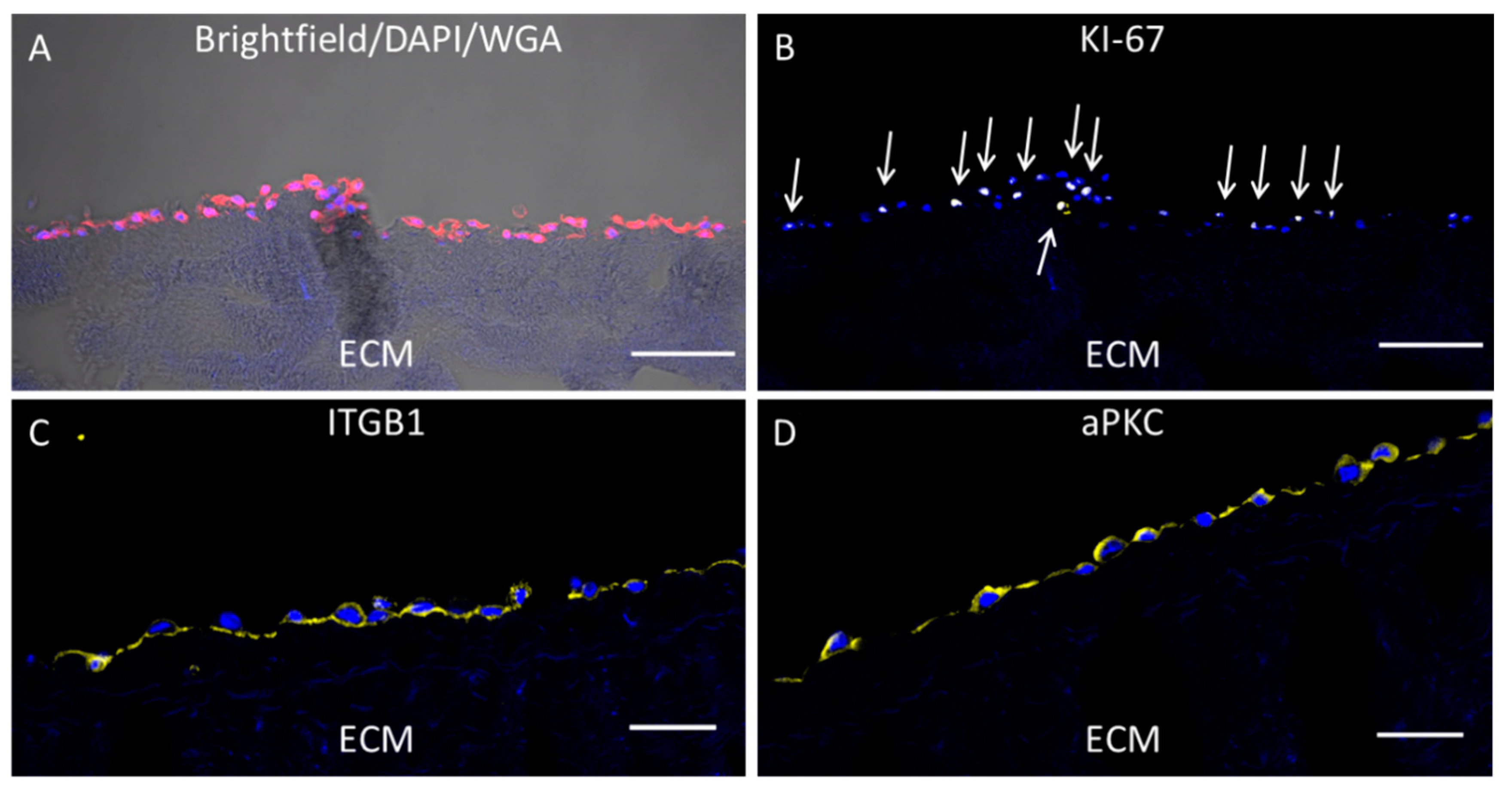 Viruses 12 01294 g001