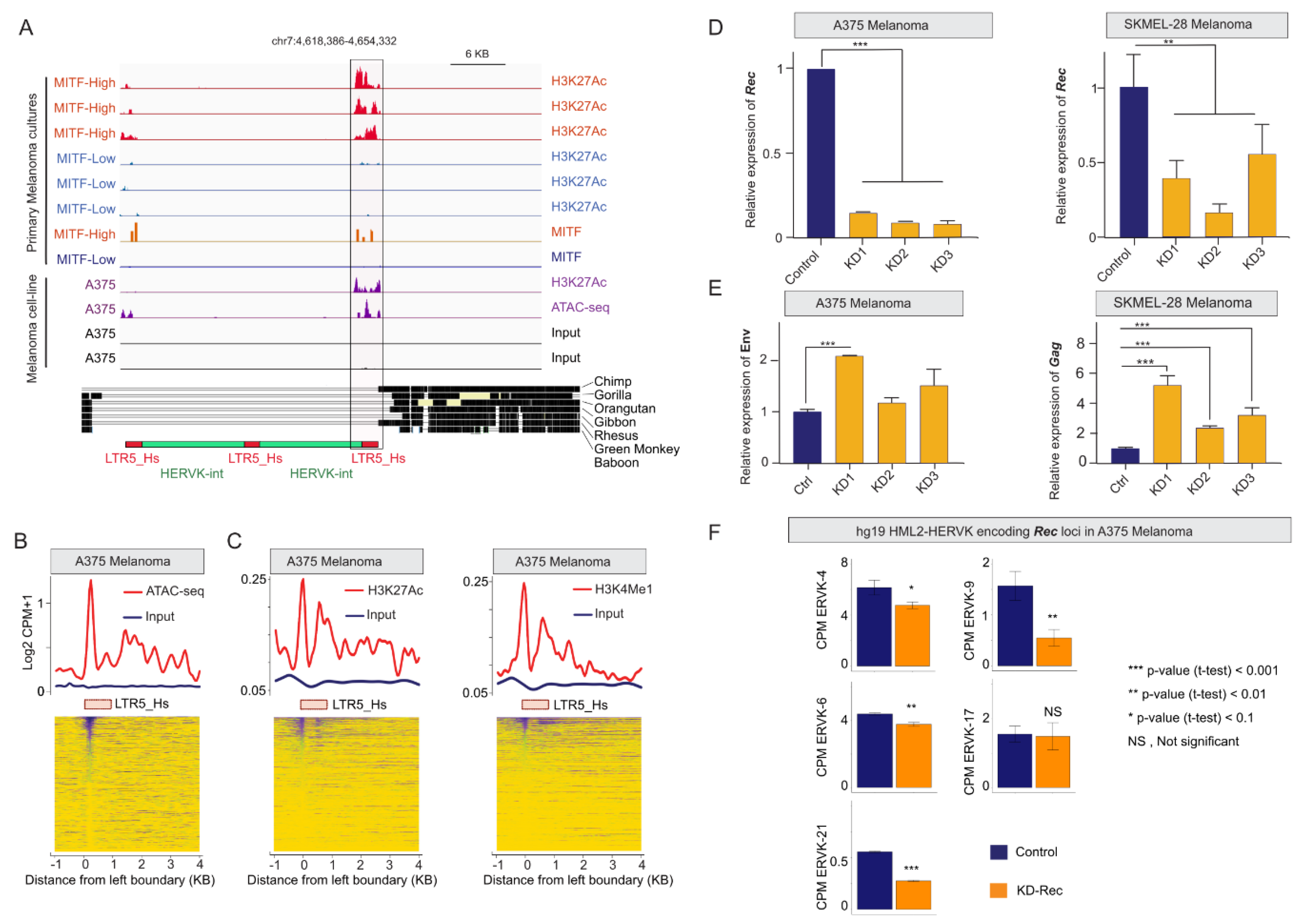 Viruses 12 01303 g003 Viruses 12 01303 g003