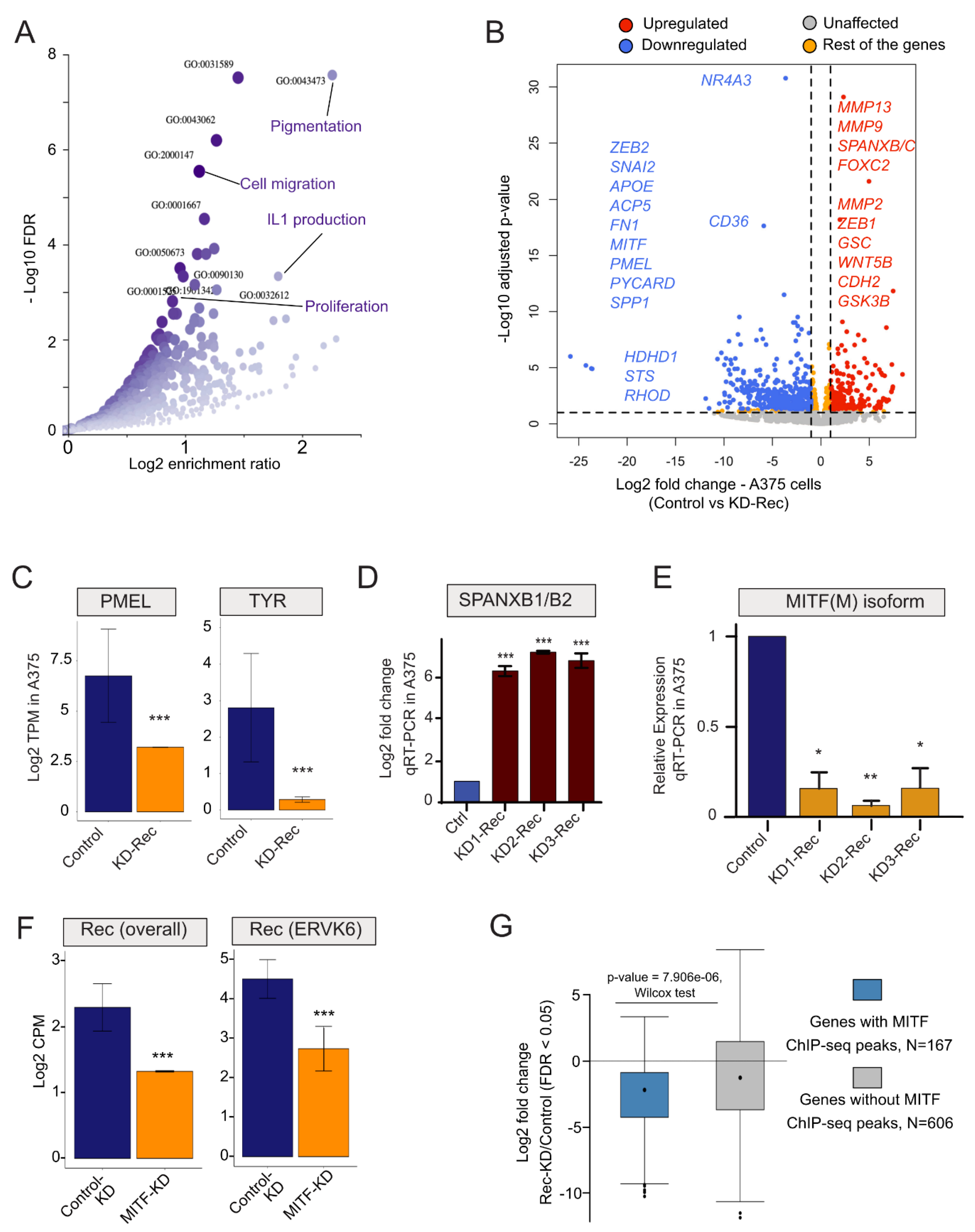 Viruses 12 01303 g004 Viruses 12 01303 g004