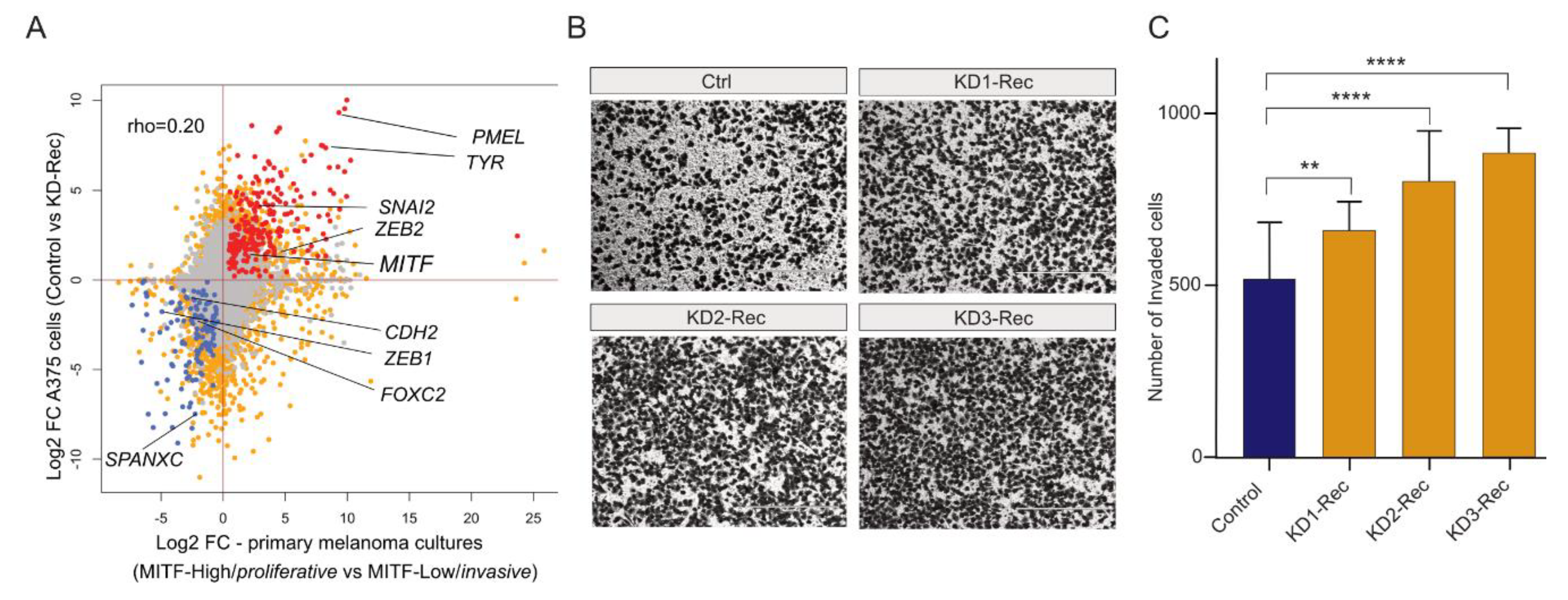 Viruses 12 01303 g005 Viruses 12 01303 g005