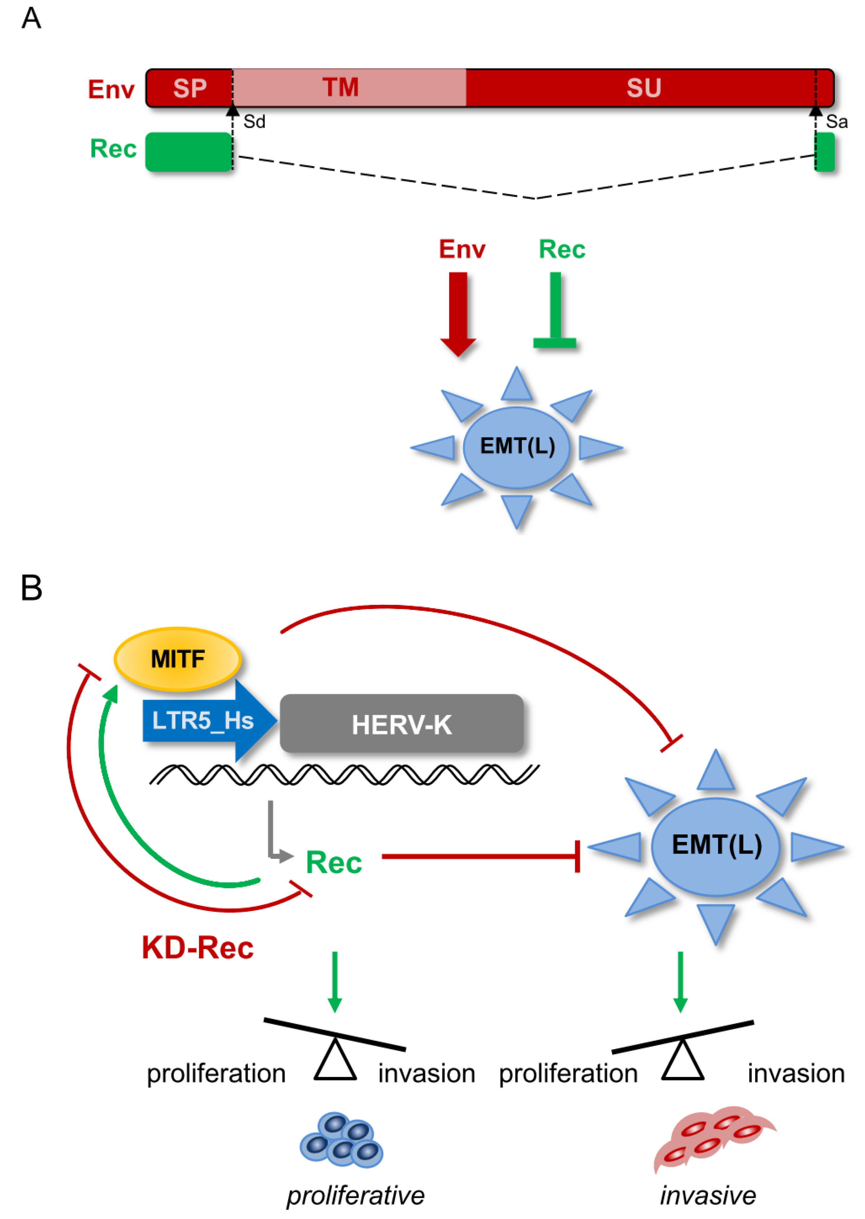 Viruses 12 01303 g008 Viruses 12 01303 g008