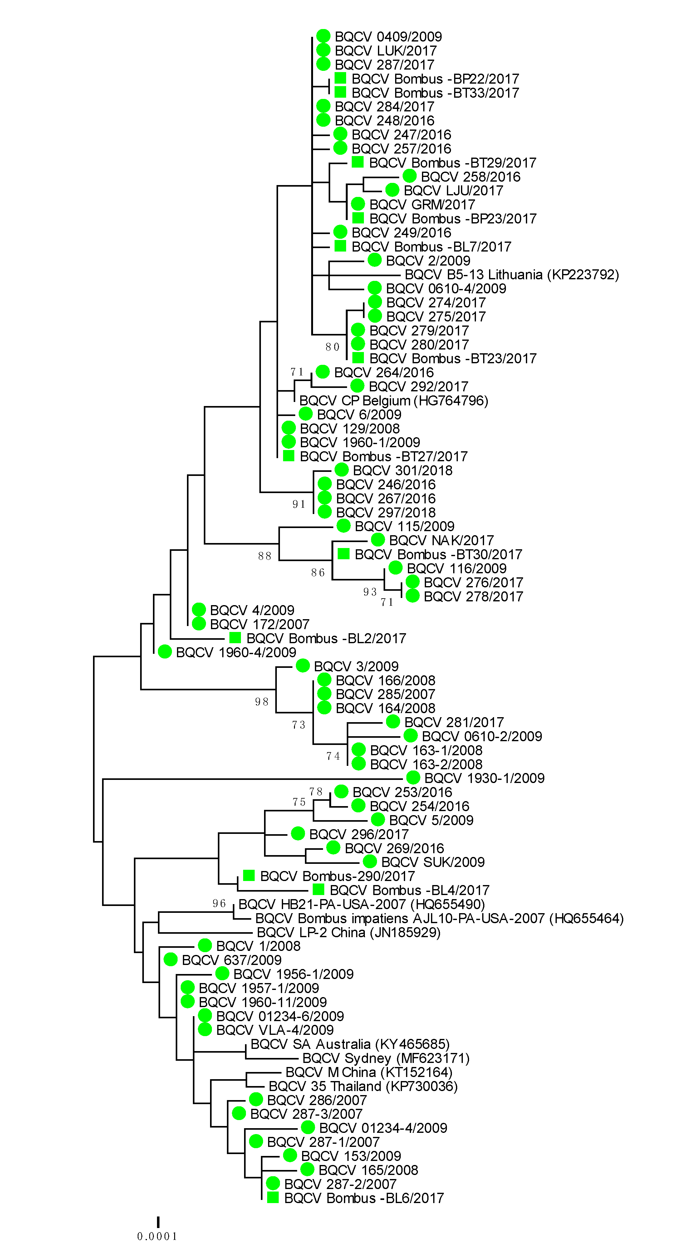 Viruses 12 01310 g003