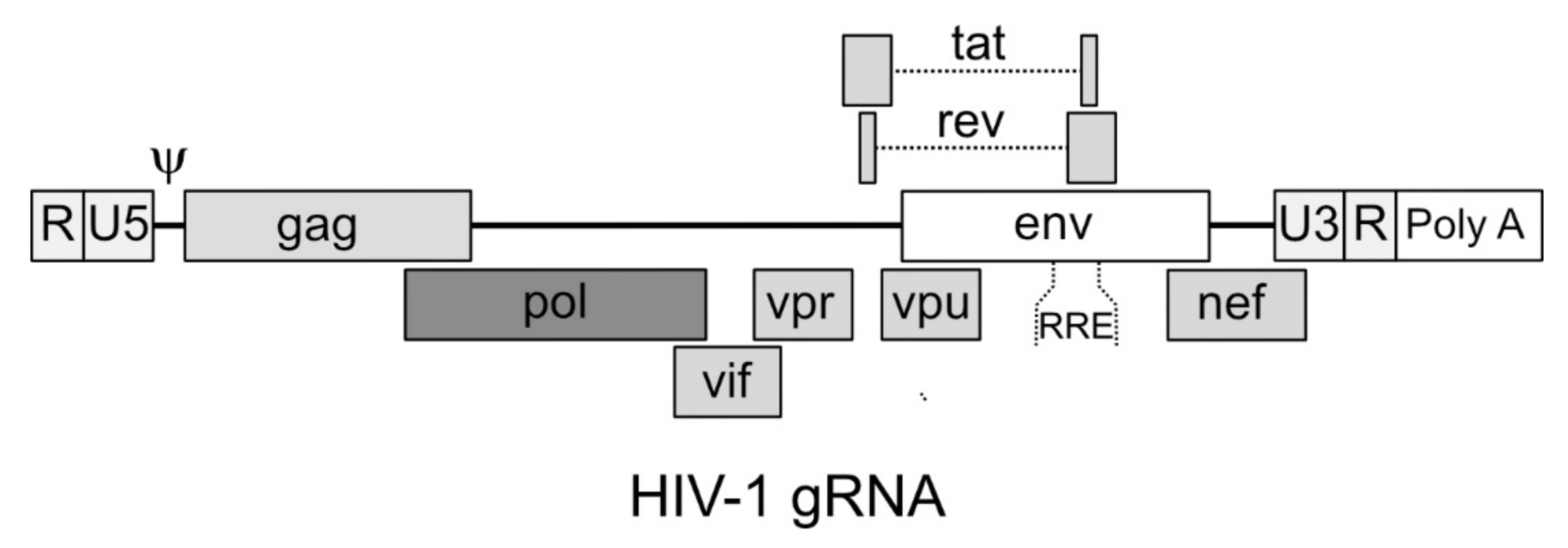 Viruses 12 01311 g001