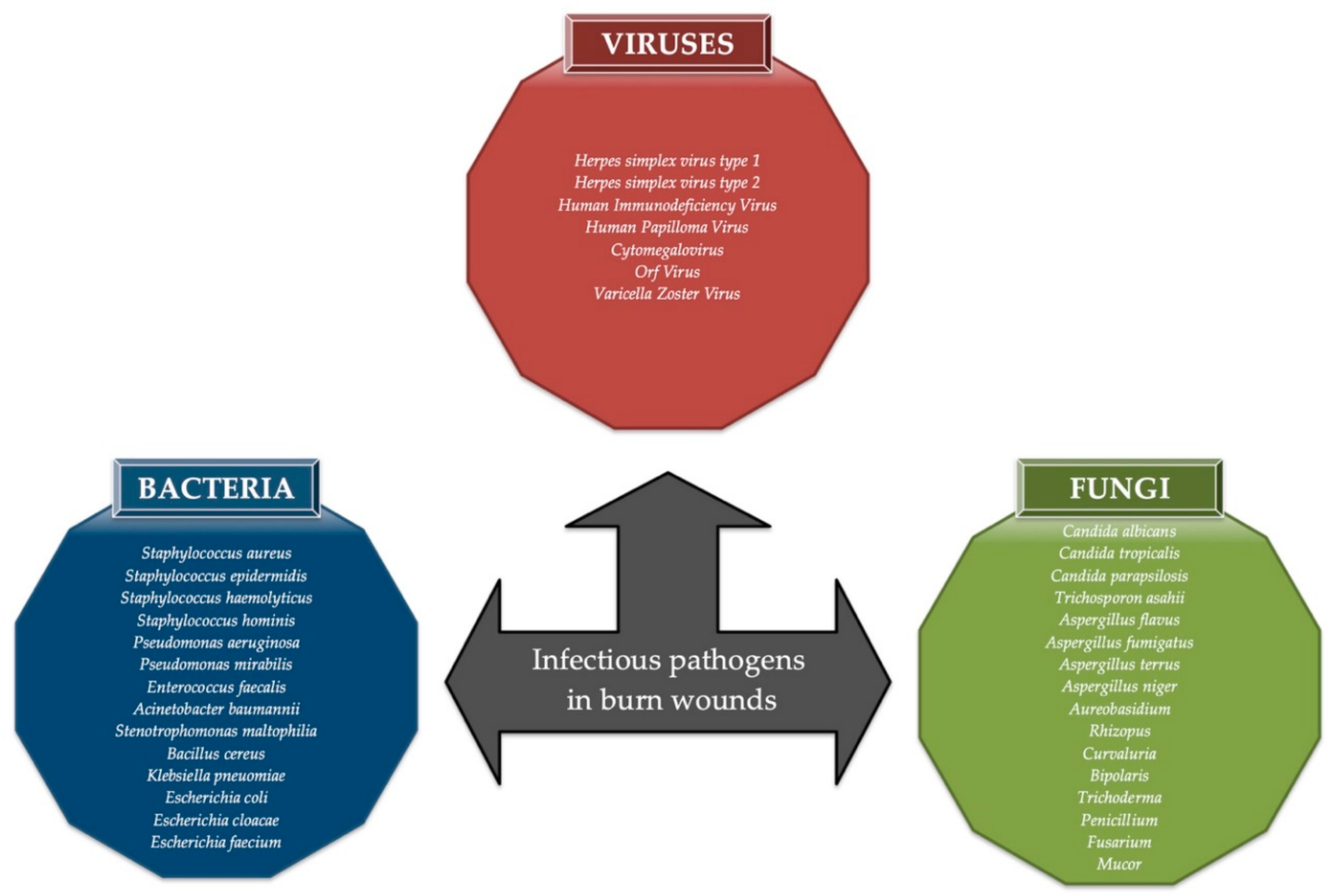 Viruses 12 01315 g001