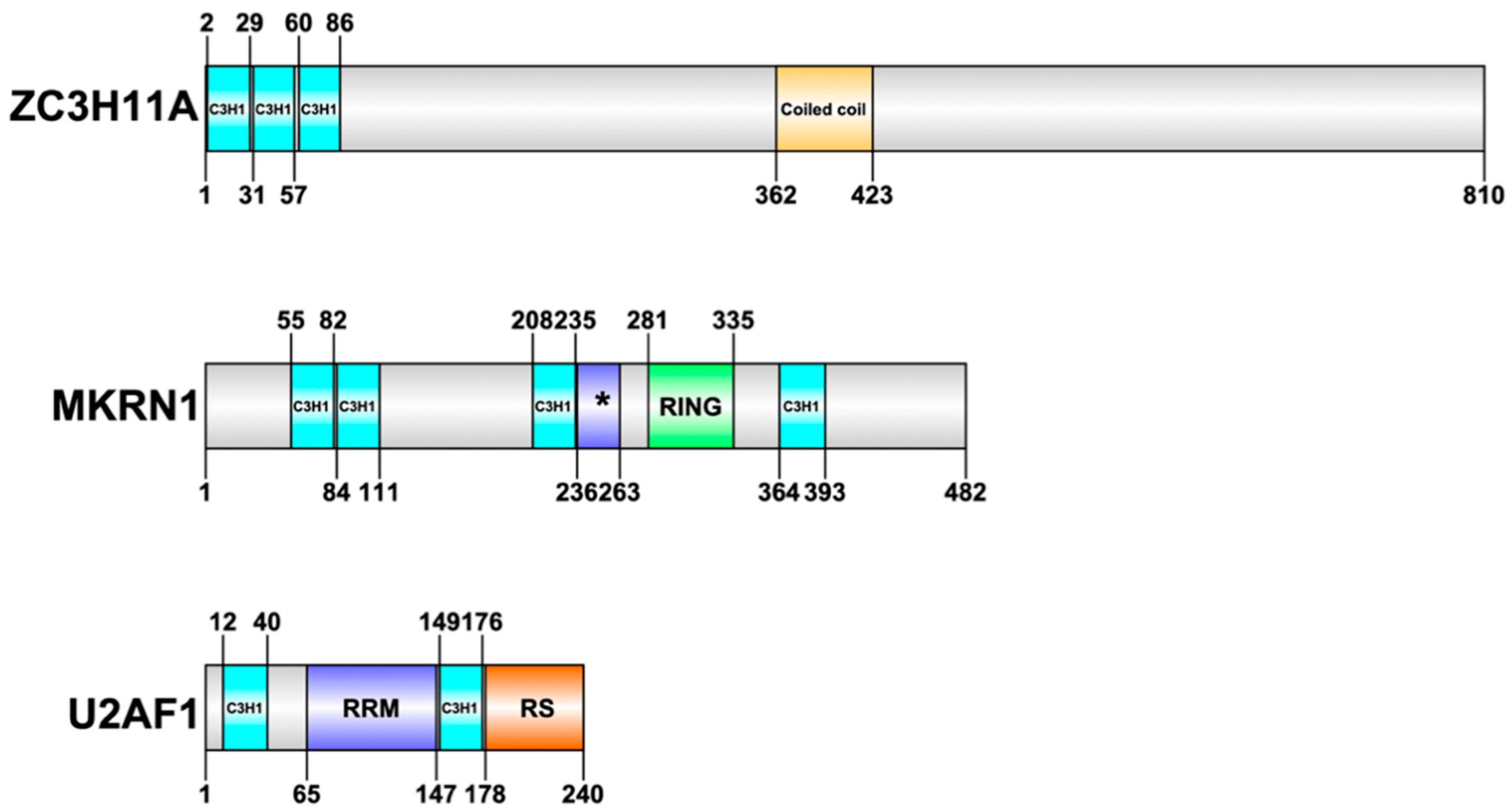 Viruses 12 01322 g001
