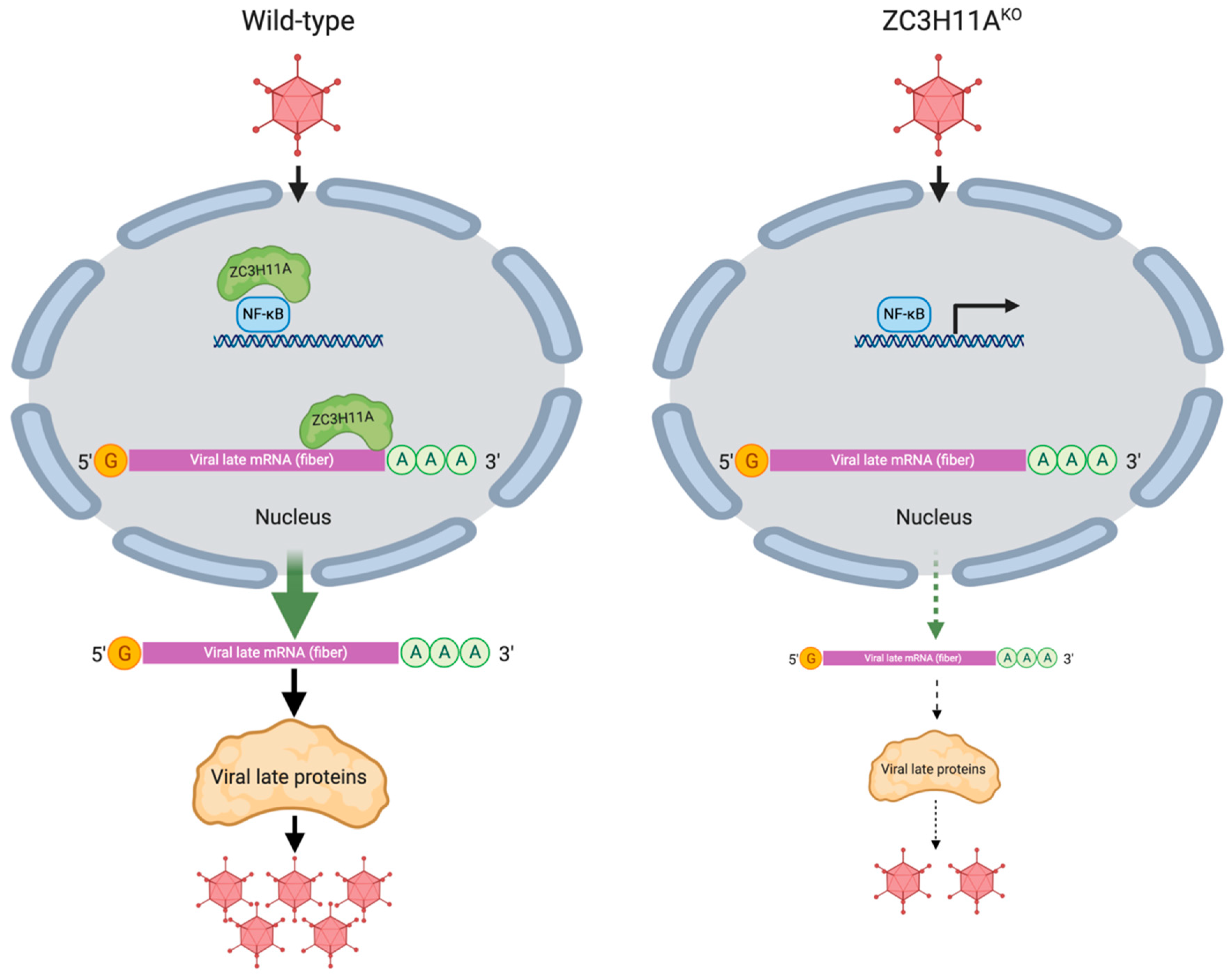 Viruses 12 01322 g002