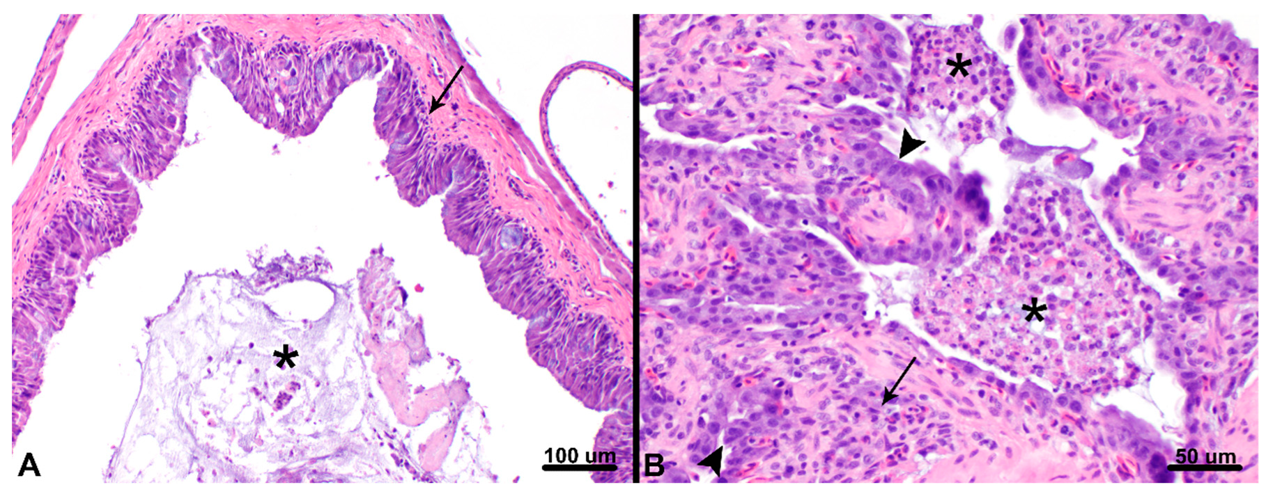 Viruses 12 01329 g002 Viruses 12 01329 g002